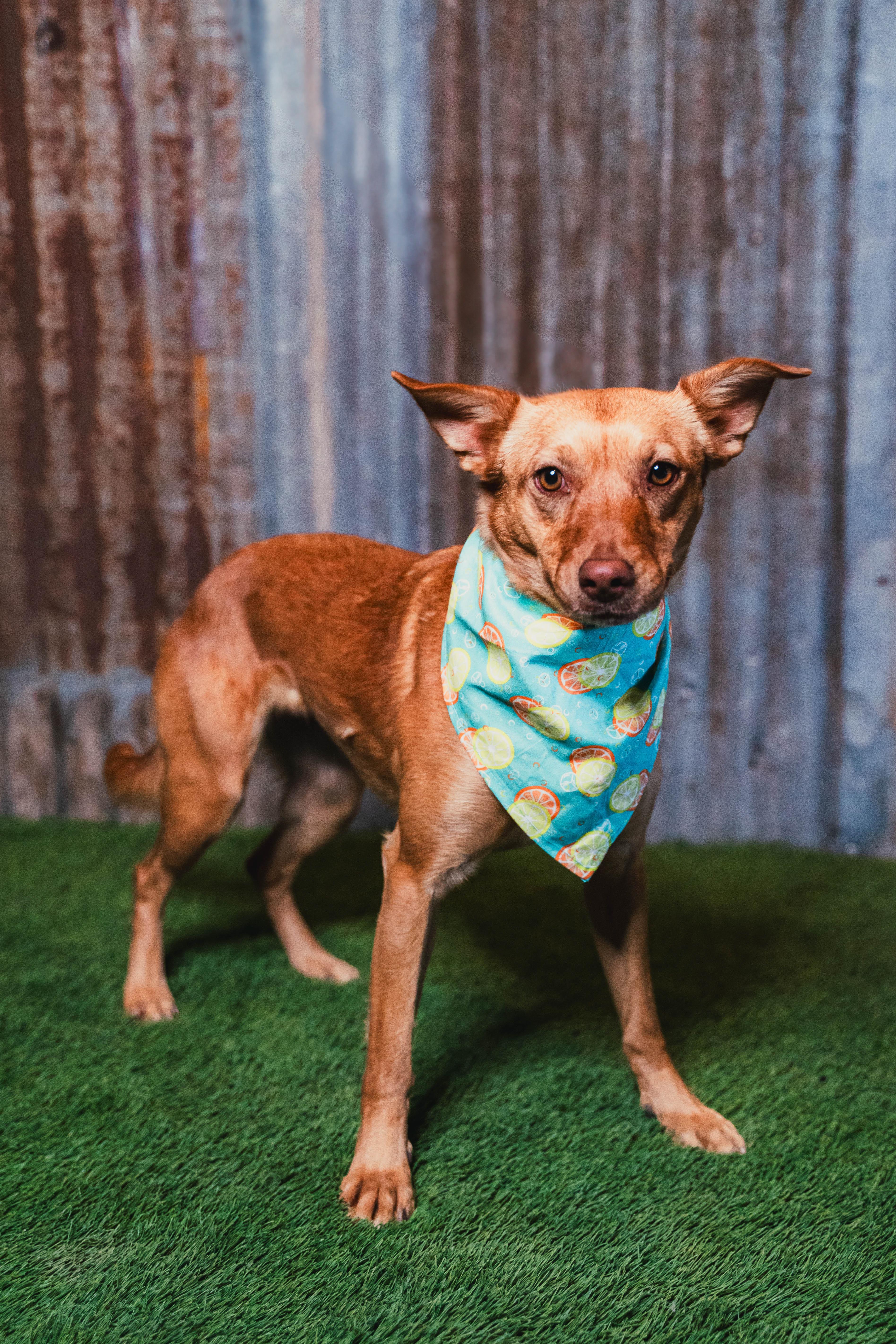 Enlarge Shasta, a Adoptable mixed breed in Lubbock, TX image 5/6
