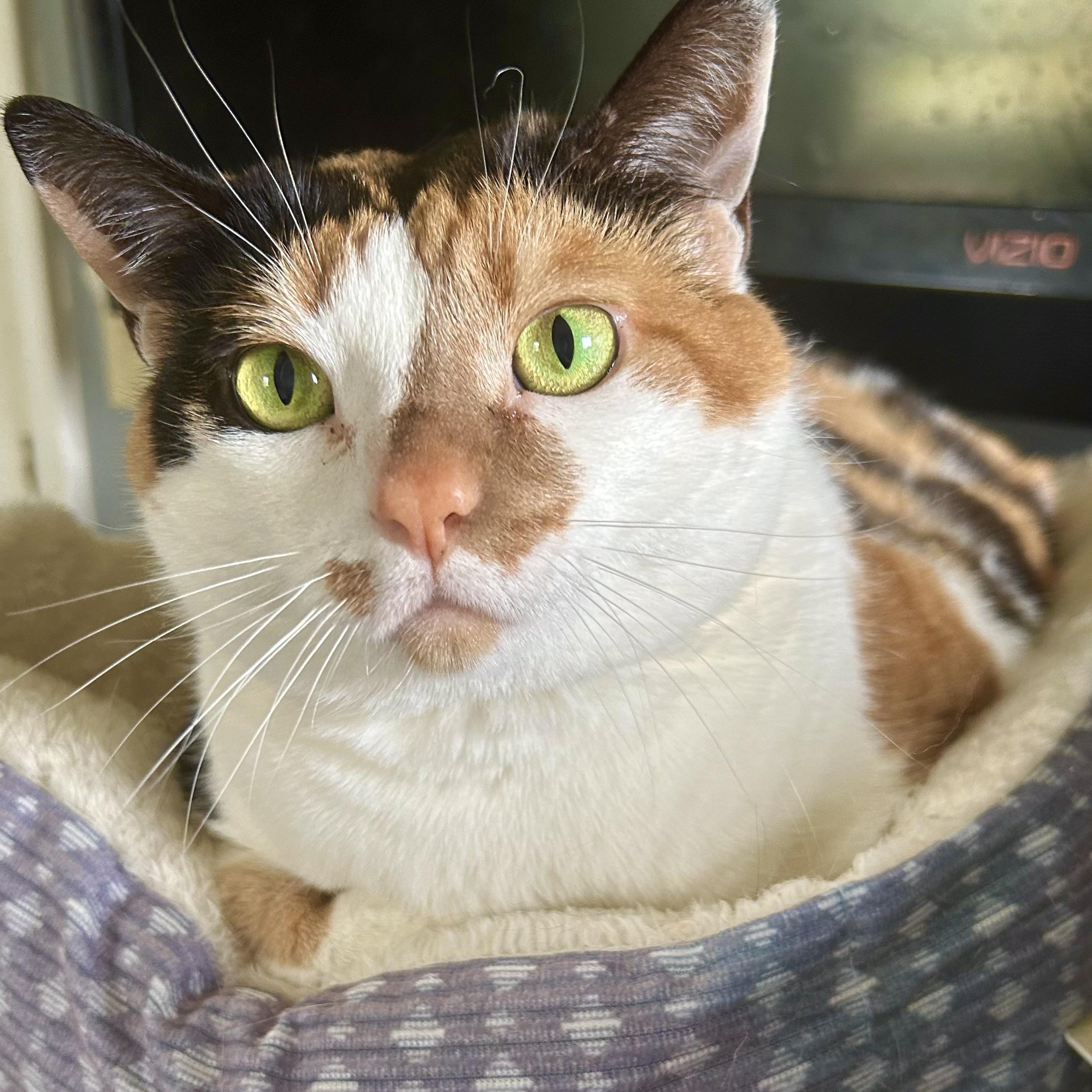 Enlarge Callie, a Adoptable Domestic Medium Hair in Memphis, TN image 1/1