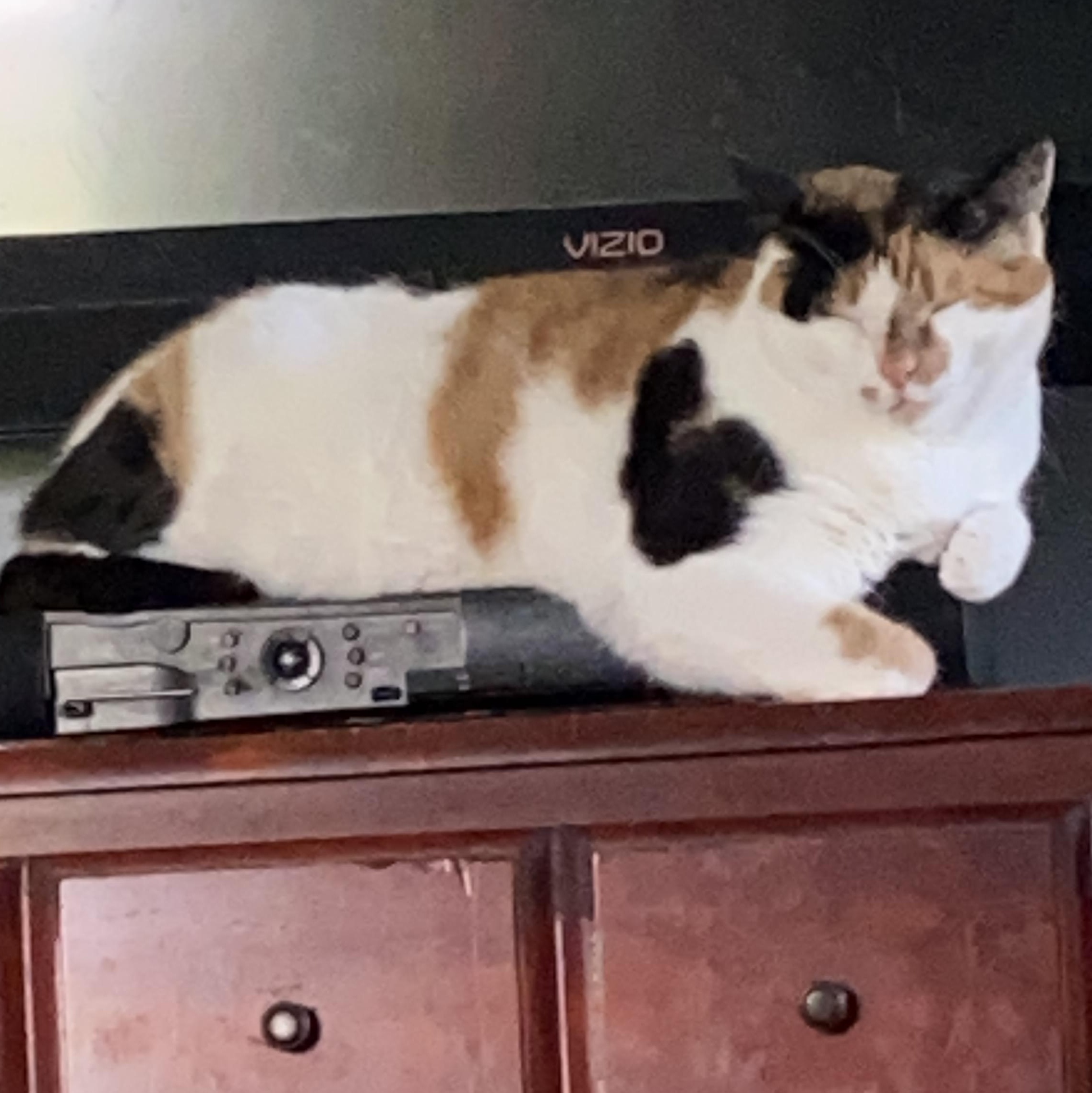 Enlarge Callie, a Adoptable Domestic Medium Hair in Memphis, TN image 4/4