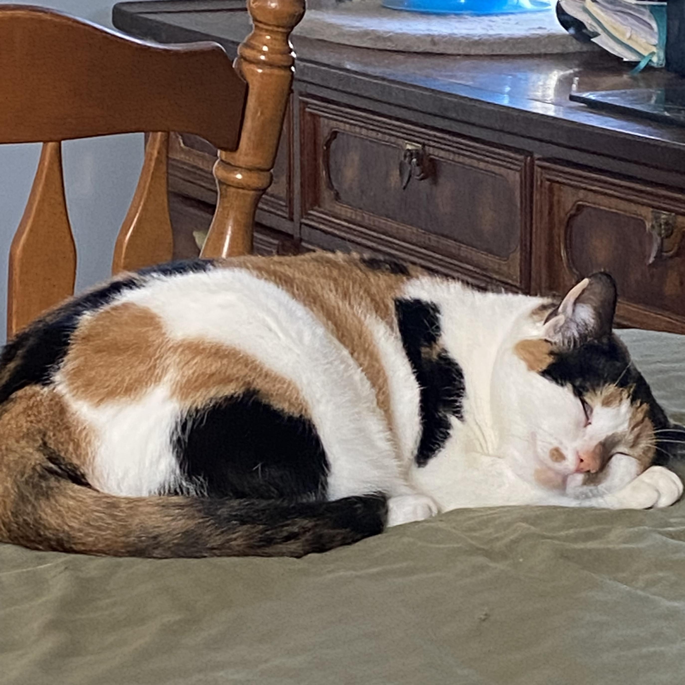 Enlarge Callie, a Adoptable Domestic Medium Hair in Memphis, TN image 3/4