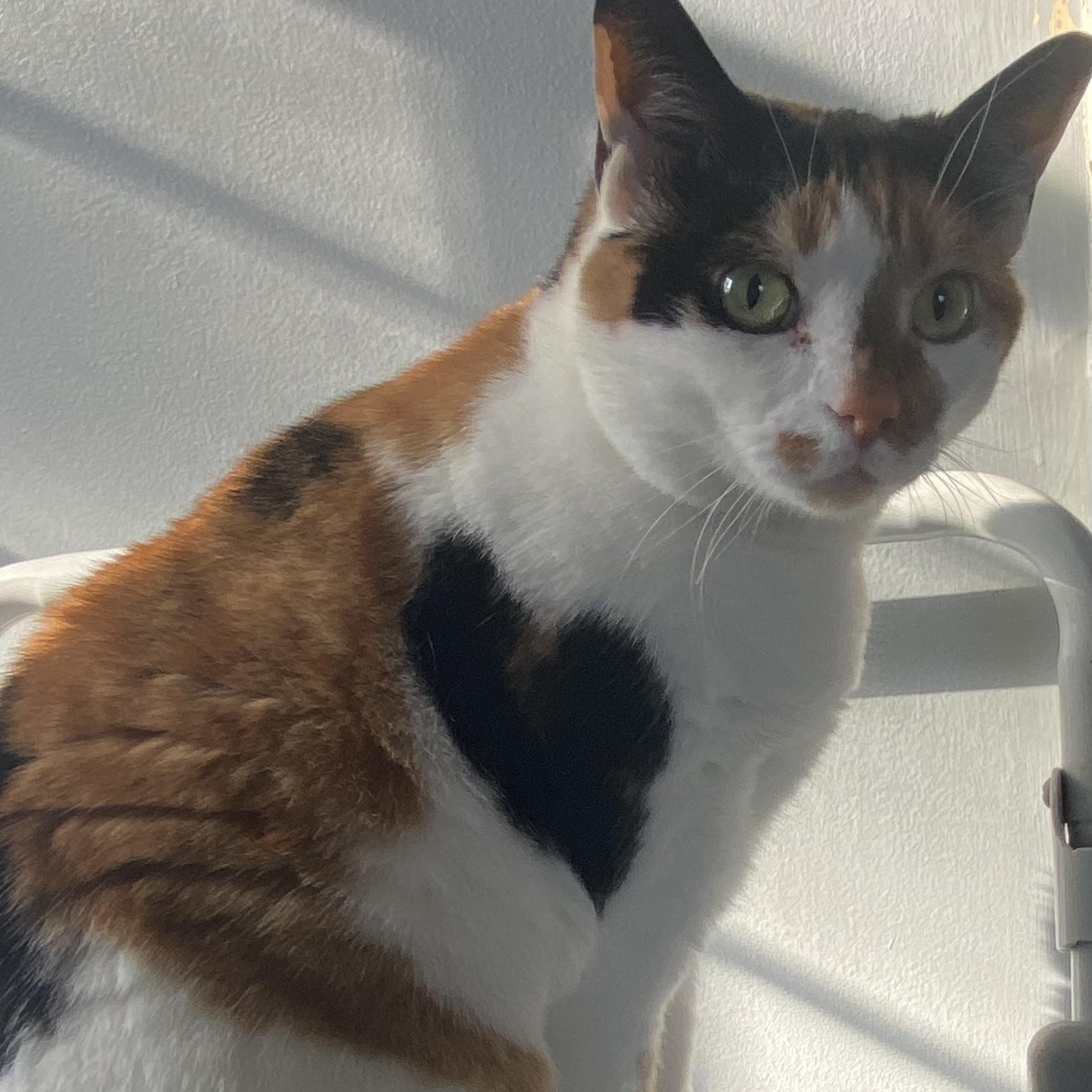 Callie, Adoptable, Adult Female Domestic Medium Hair.
