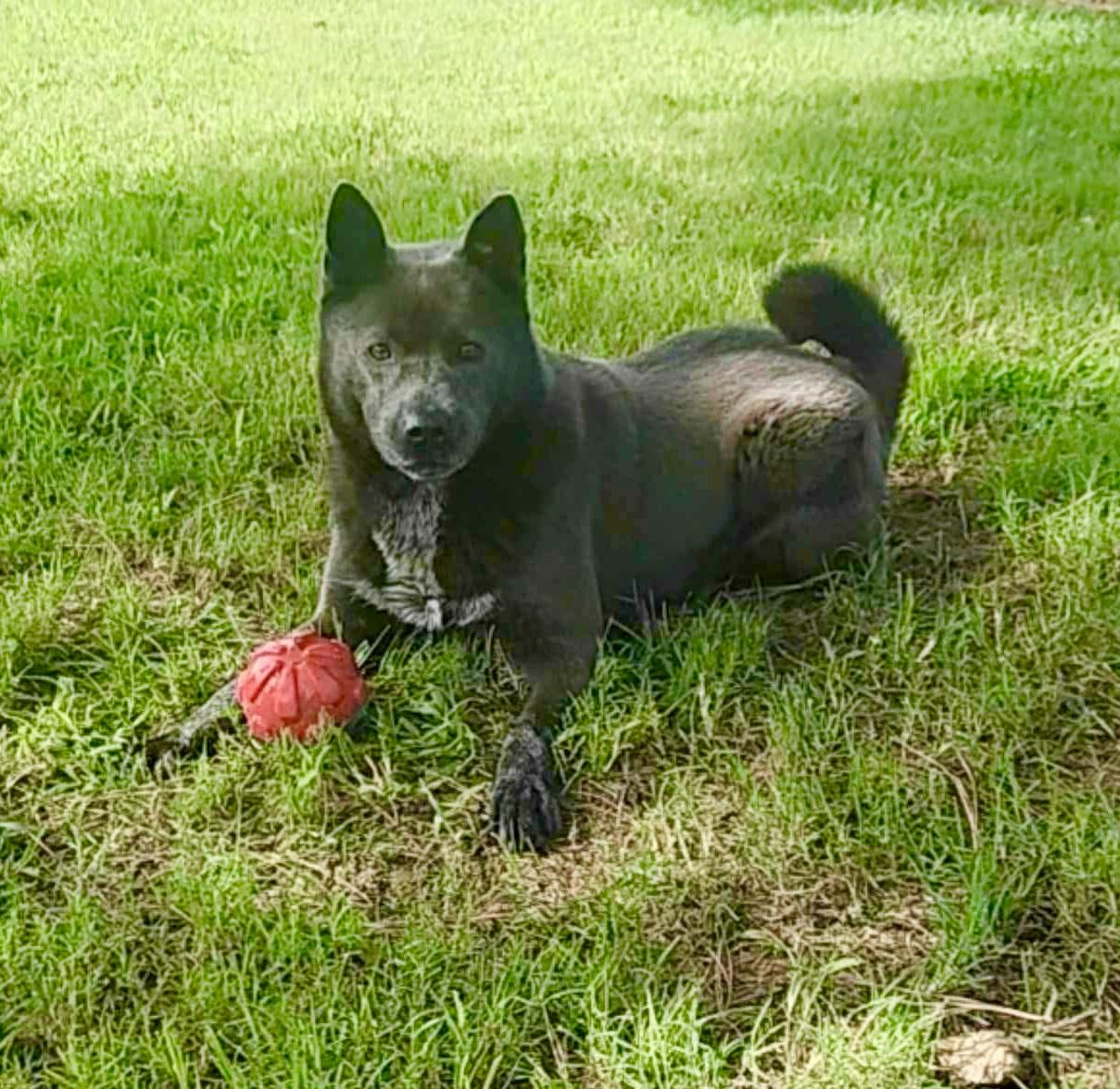 Enlarge VIOLET, a Adoptable mixed breed in Southbridge , MA image 1/5