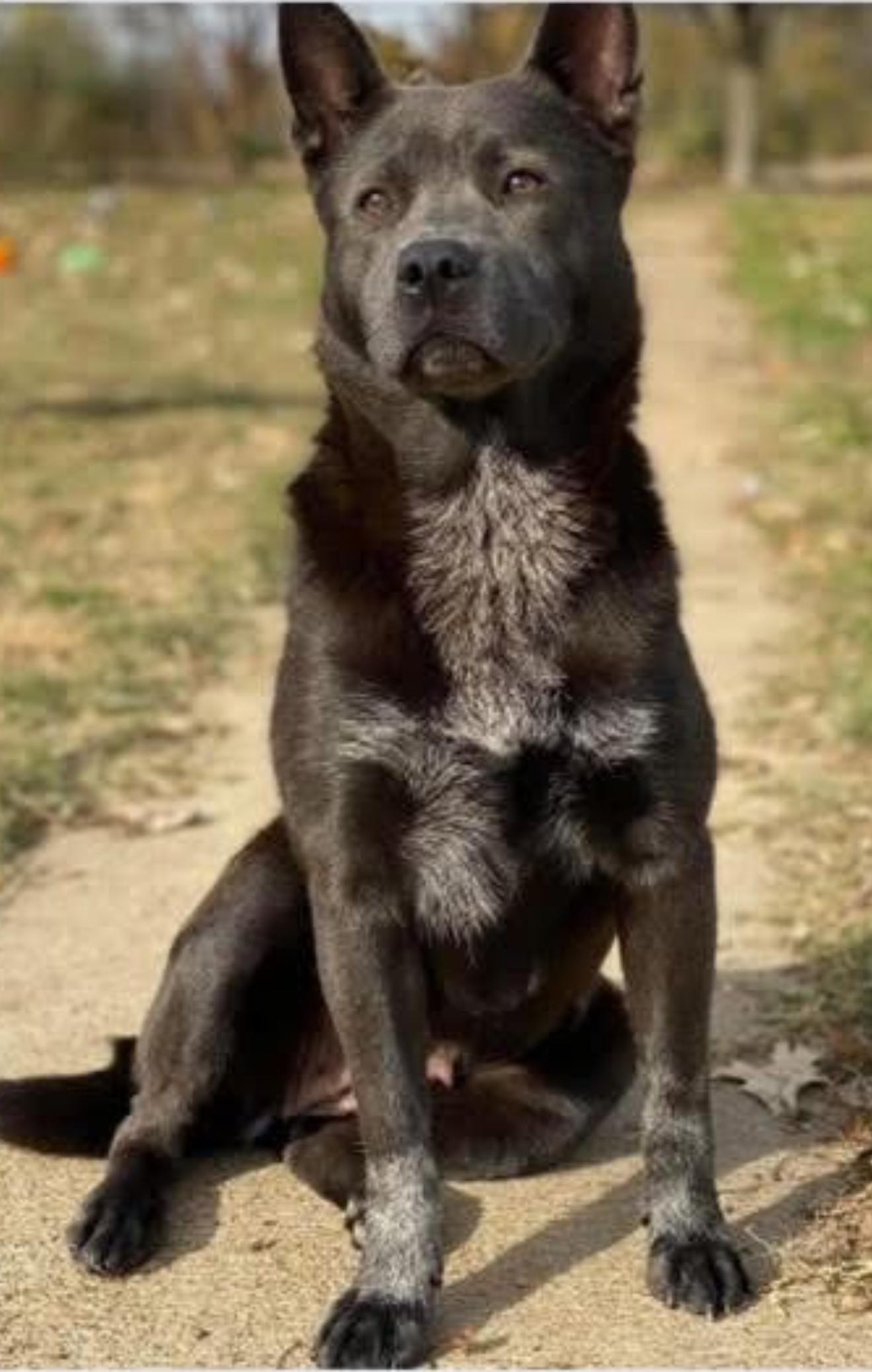 Enlarge VIOLET, a Adoptable mixed breed in Southbridge , MA image 2/5