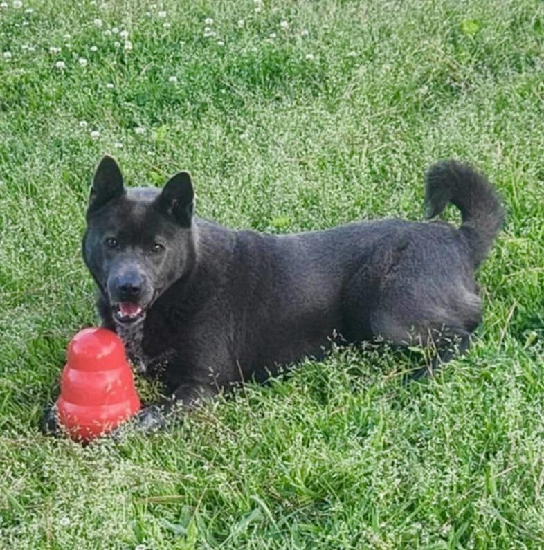 Enlarge VIOLET, a Adoptable mixed breed in Southbridge , MA image 3/5