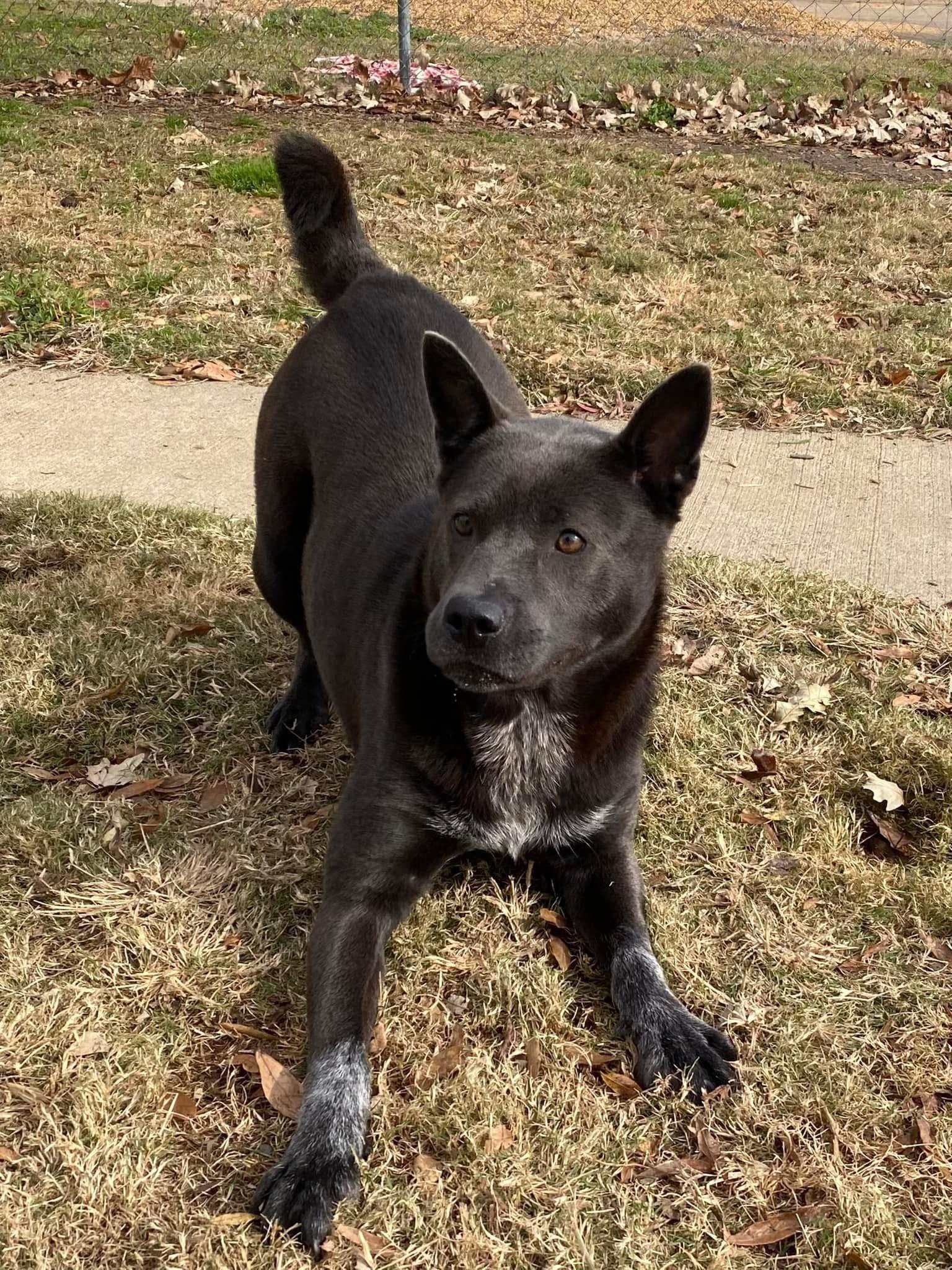 Enlarge VIOLET, a Adoptable mixed breed in Southbridge , MA image 4/5