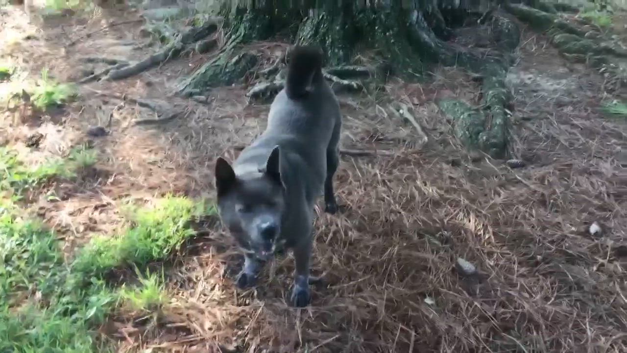 Enlarge VIOLET, a Adoptable mixed breed in Southbridge , MA video 5/5