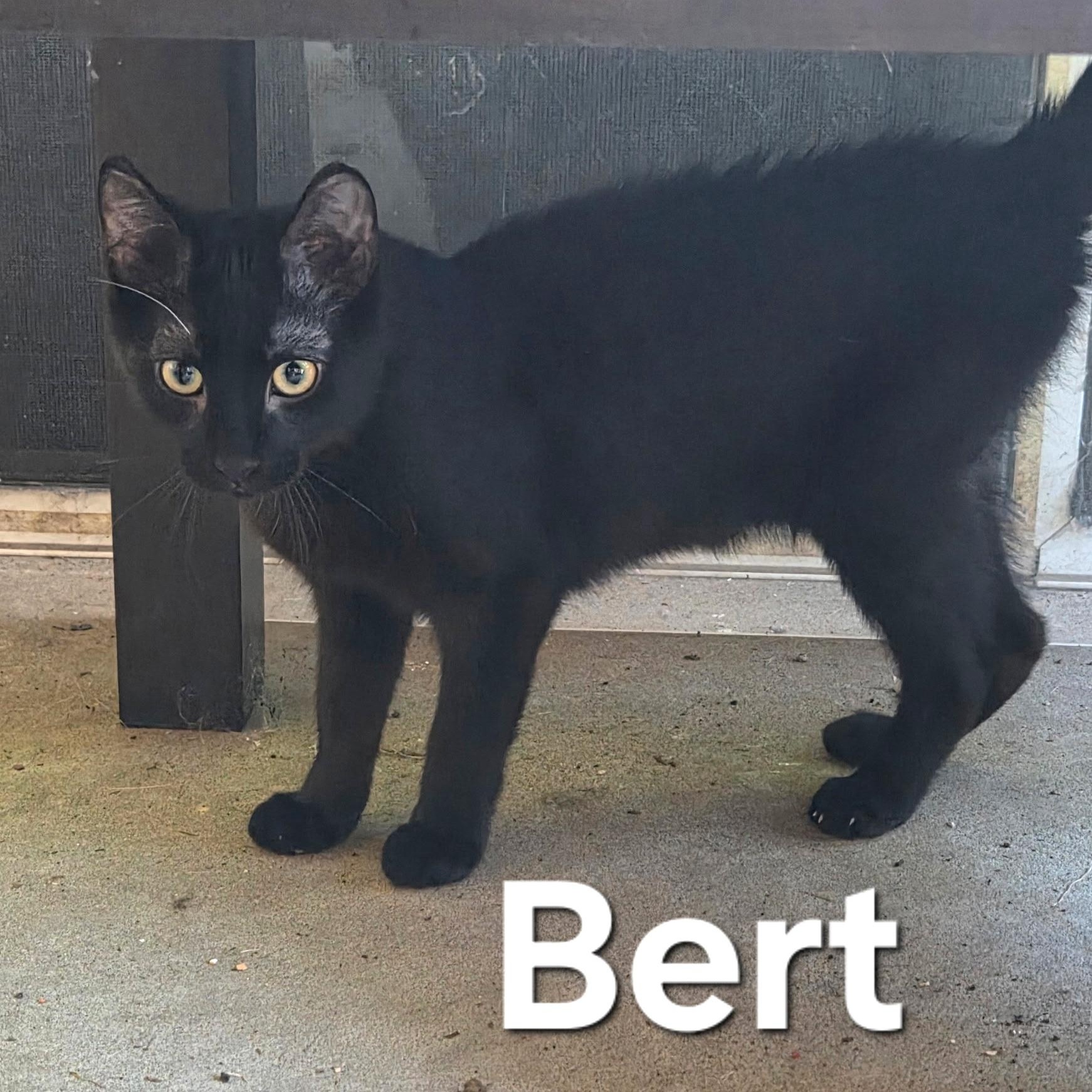 Enlarge Bert, a ADOPTABLE mixed breed in South Park, PA image 1/4