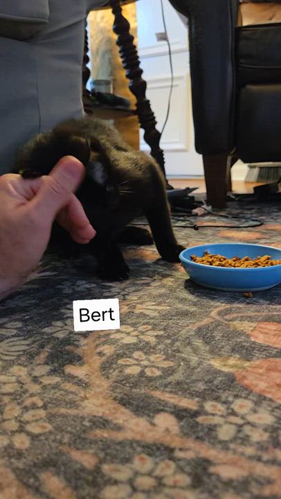 Enlarge Bert, a ADOPTABLE mixed breed in South Park, PA video 2/4