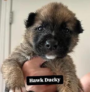 Hawk Ducky, an adopted Mixed Breed in Calgary, AB_image-1