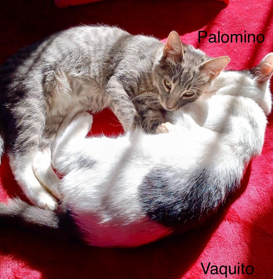 Palomino photo 2