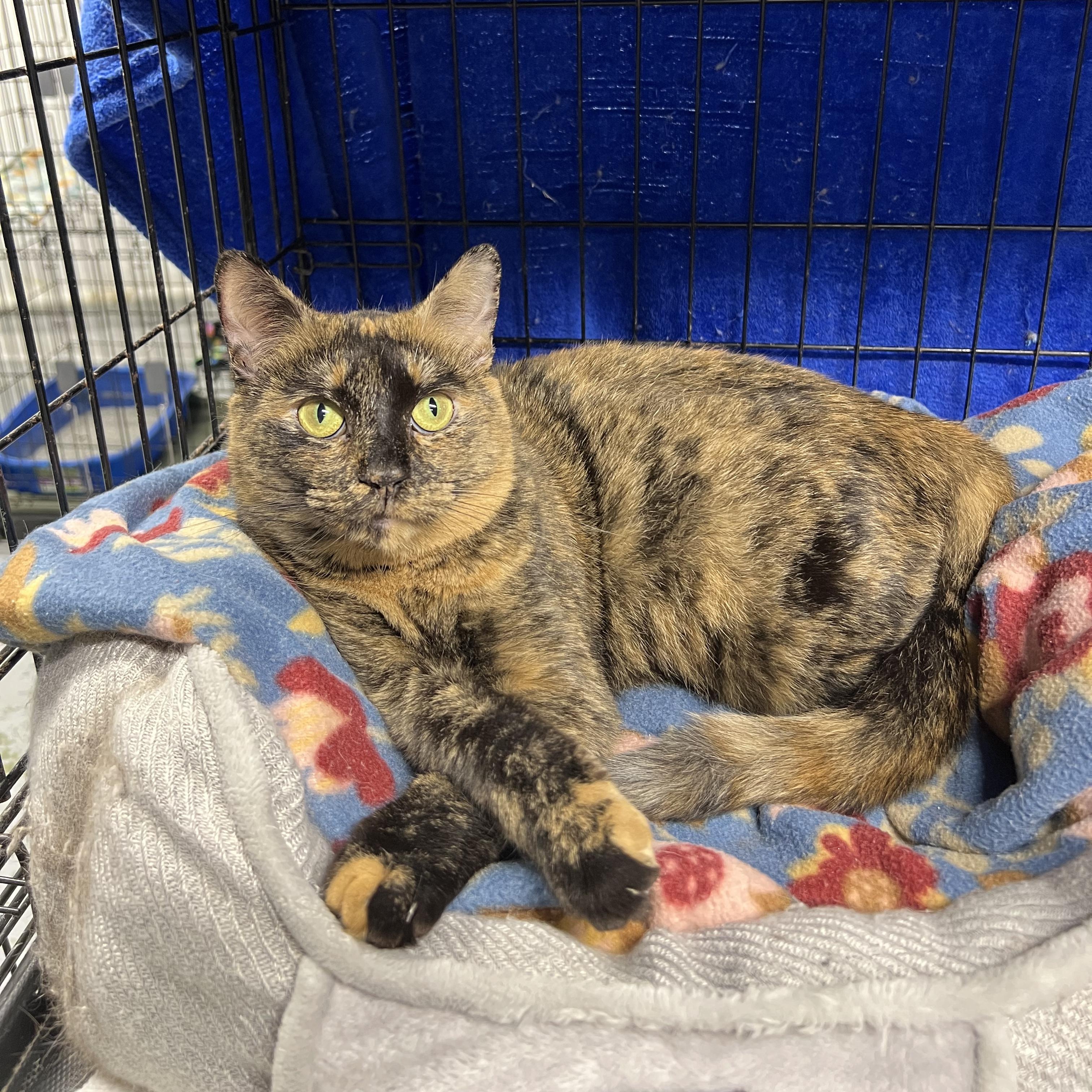 Priscilla, ADOPTABLE, Adult Female Tortoiseshell.