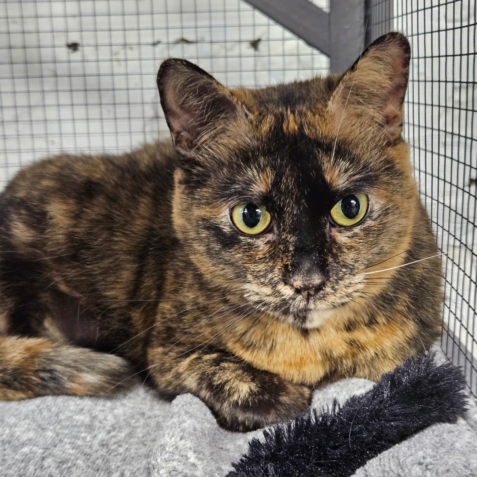 Enlarge Priscilla, a ADOPTABLE Tortoiseshell in Altoona, PA image 2/2