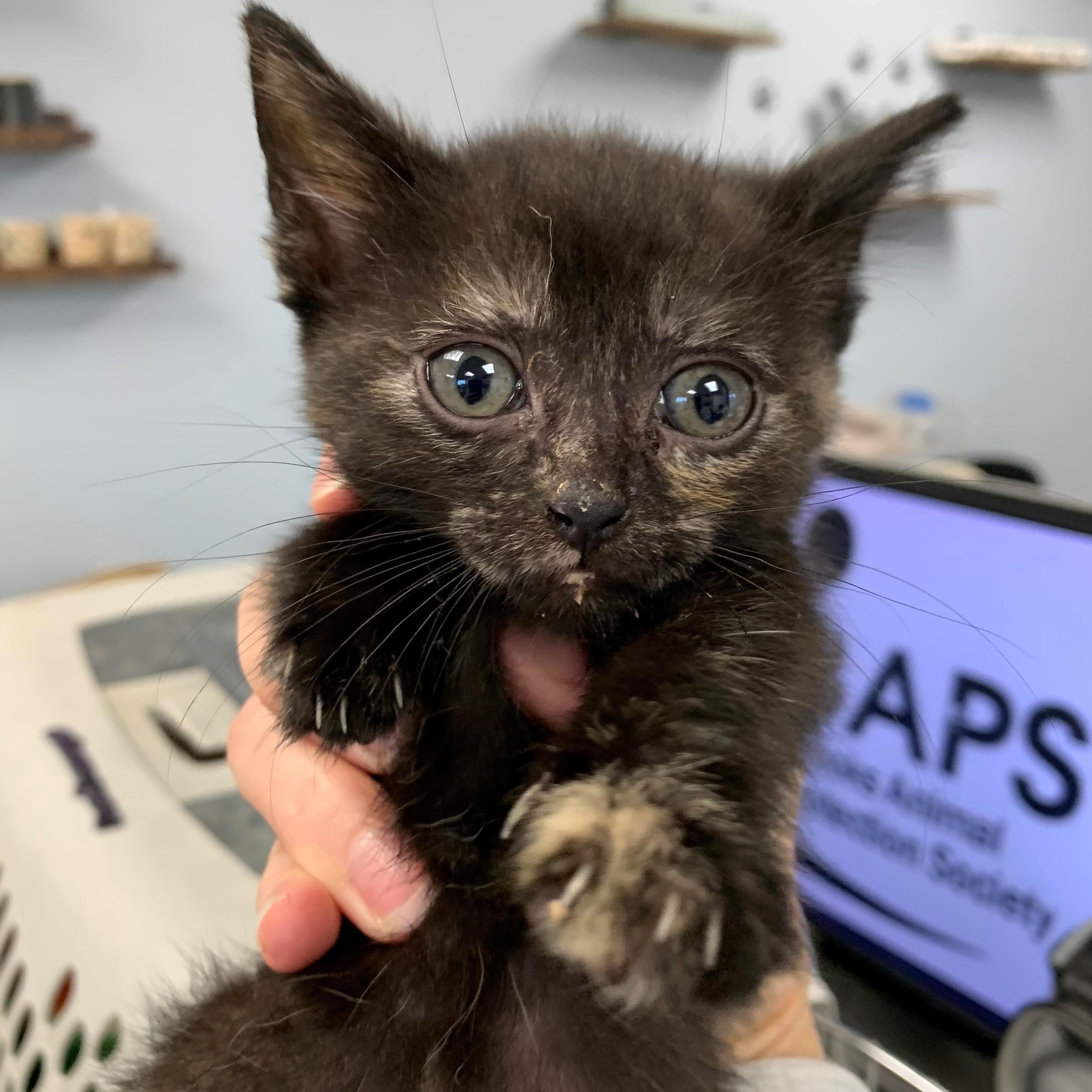 Eunice, Adoptable, Kitten Female Domestic Short Hair.