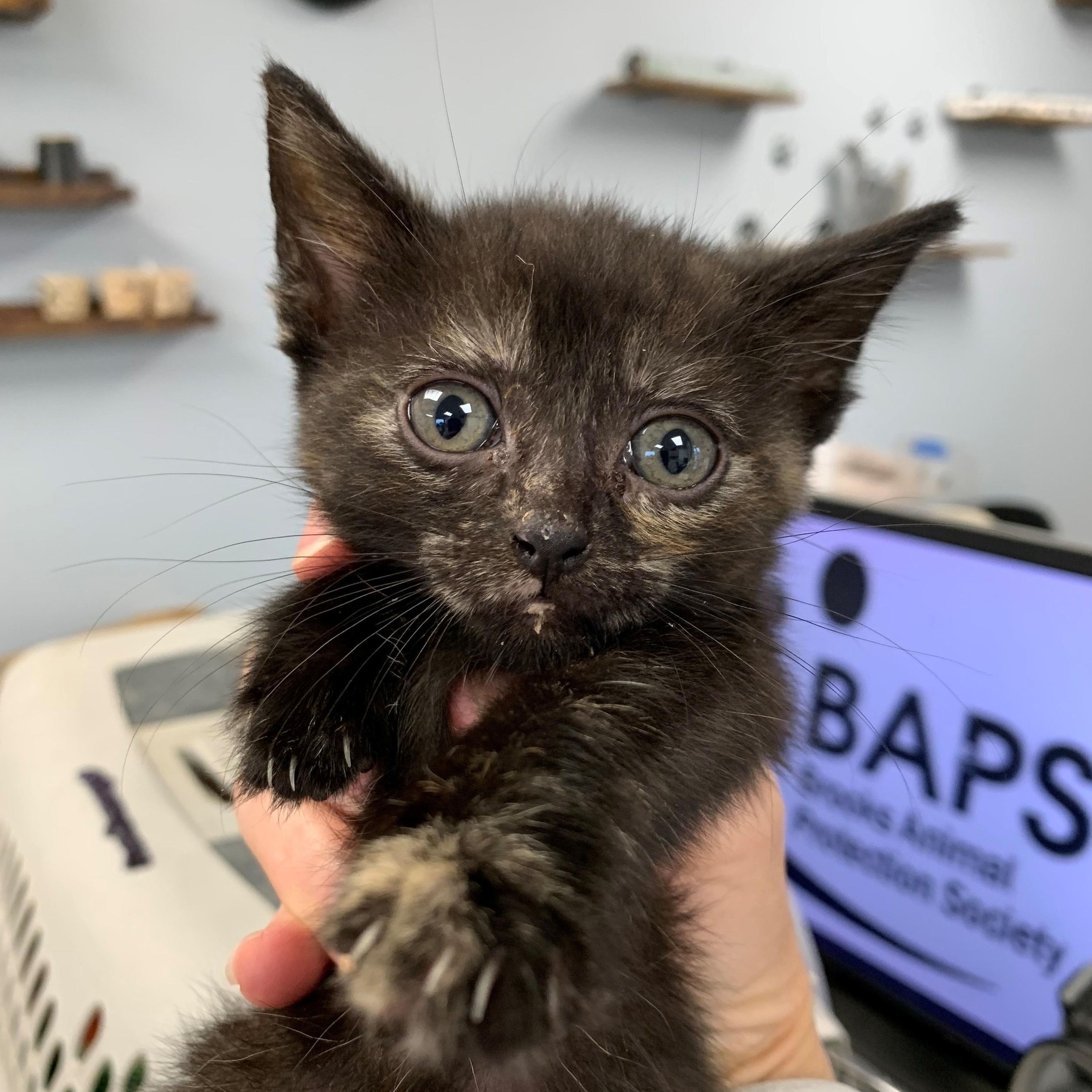 Eunice, an adoptable Domestic Short Hair in Brooks, AB, T1R 1B2 | Photo Image 2