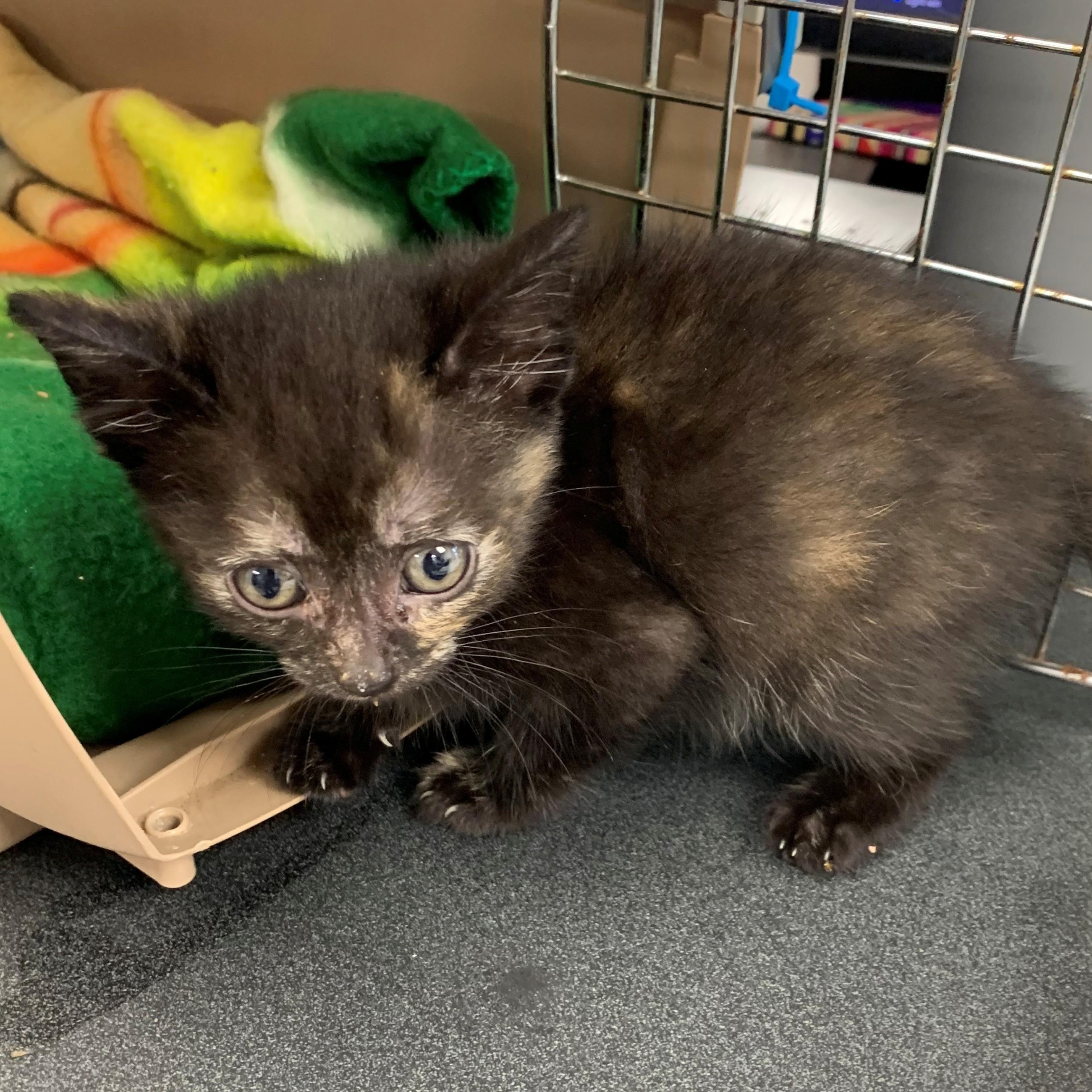 Eunice, an adoptable Domestic Short Hair in Brooks, AB, T1R 1B2 | Photo Image 3