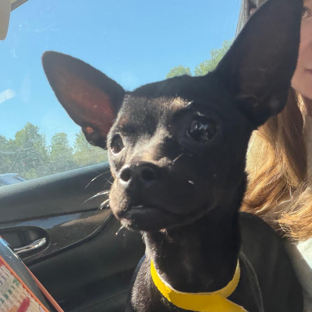 Enlarge Sassy C-34193, a Adoptable Chihuahua in Oklahoma City, OK image 1/1