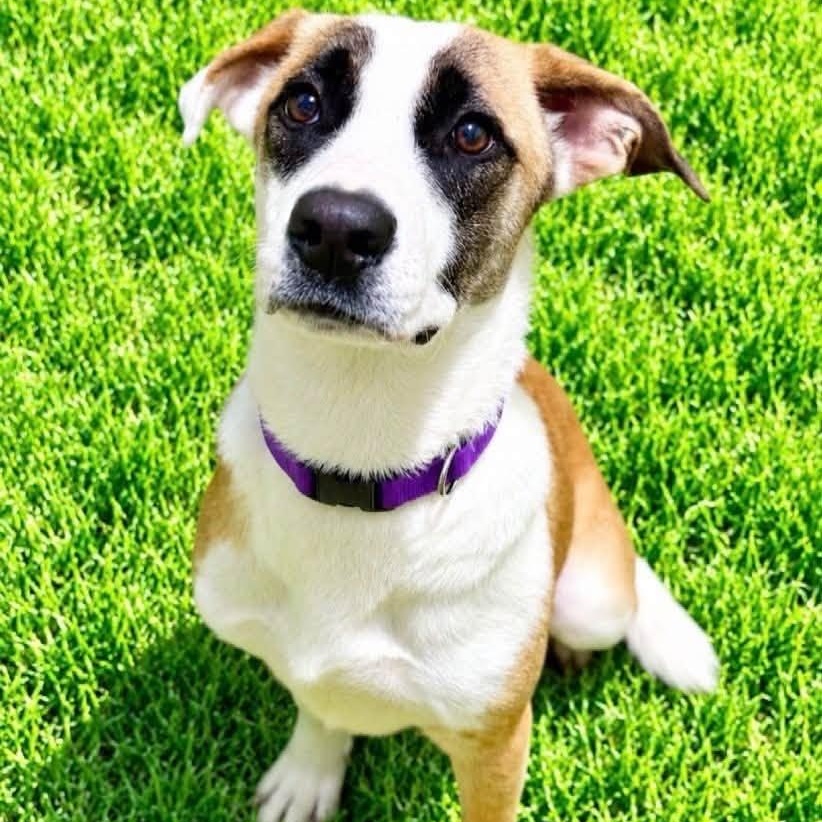 Dory, Adoptable, Puppy Female Shepherd.