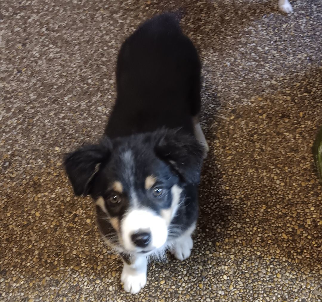 Maple, Adopted, Puppy Female Australian Shepherd.