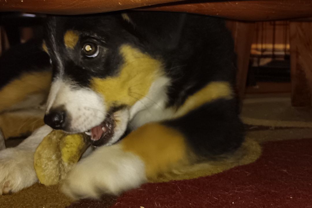 Enlarge Maple, a Adopted mixed breed in Diamond, OH image 2/2