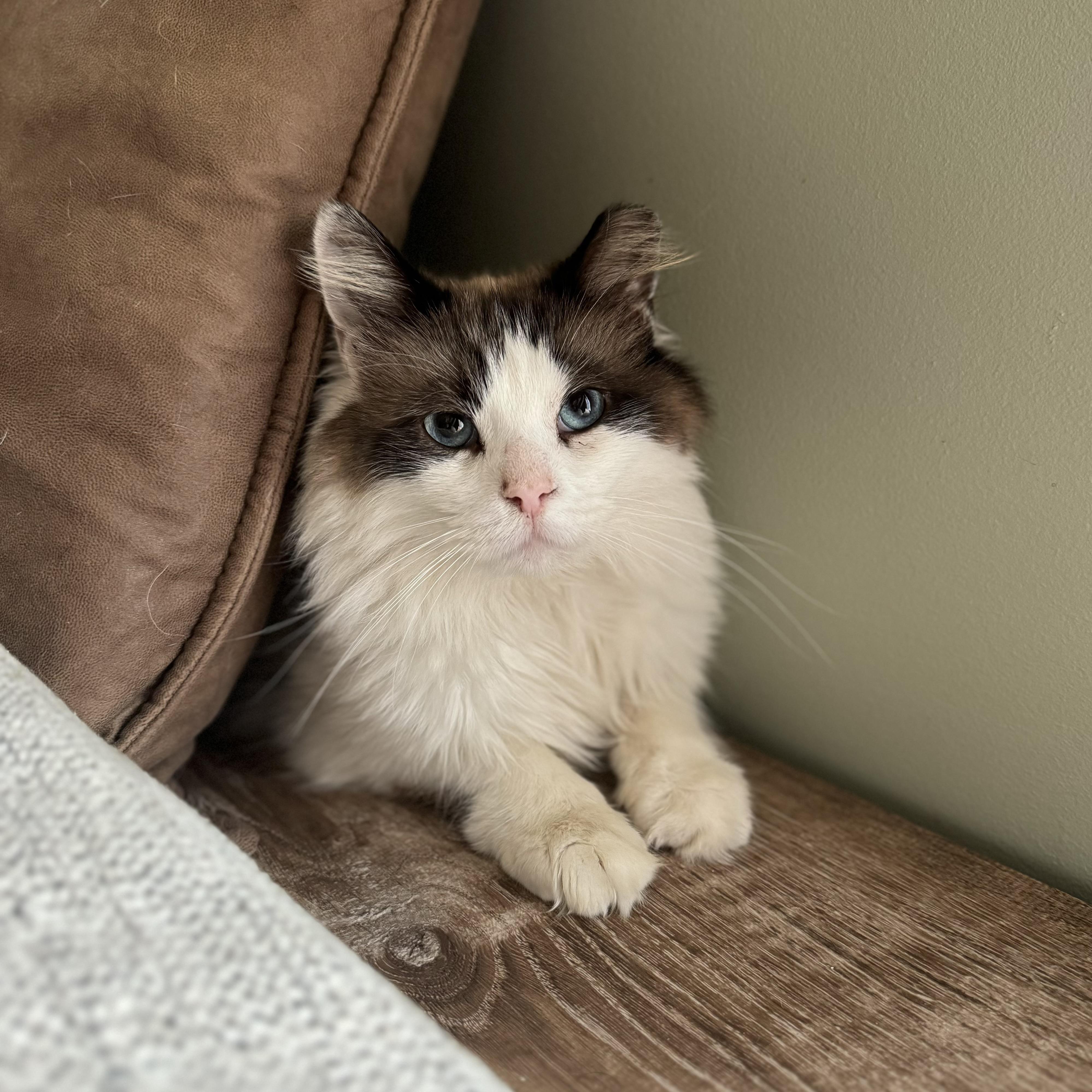 Enlarge Harold, a ADOPTABLE Ragdoll in China Township, MI image 2/6