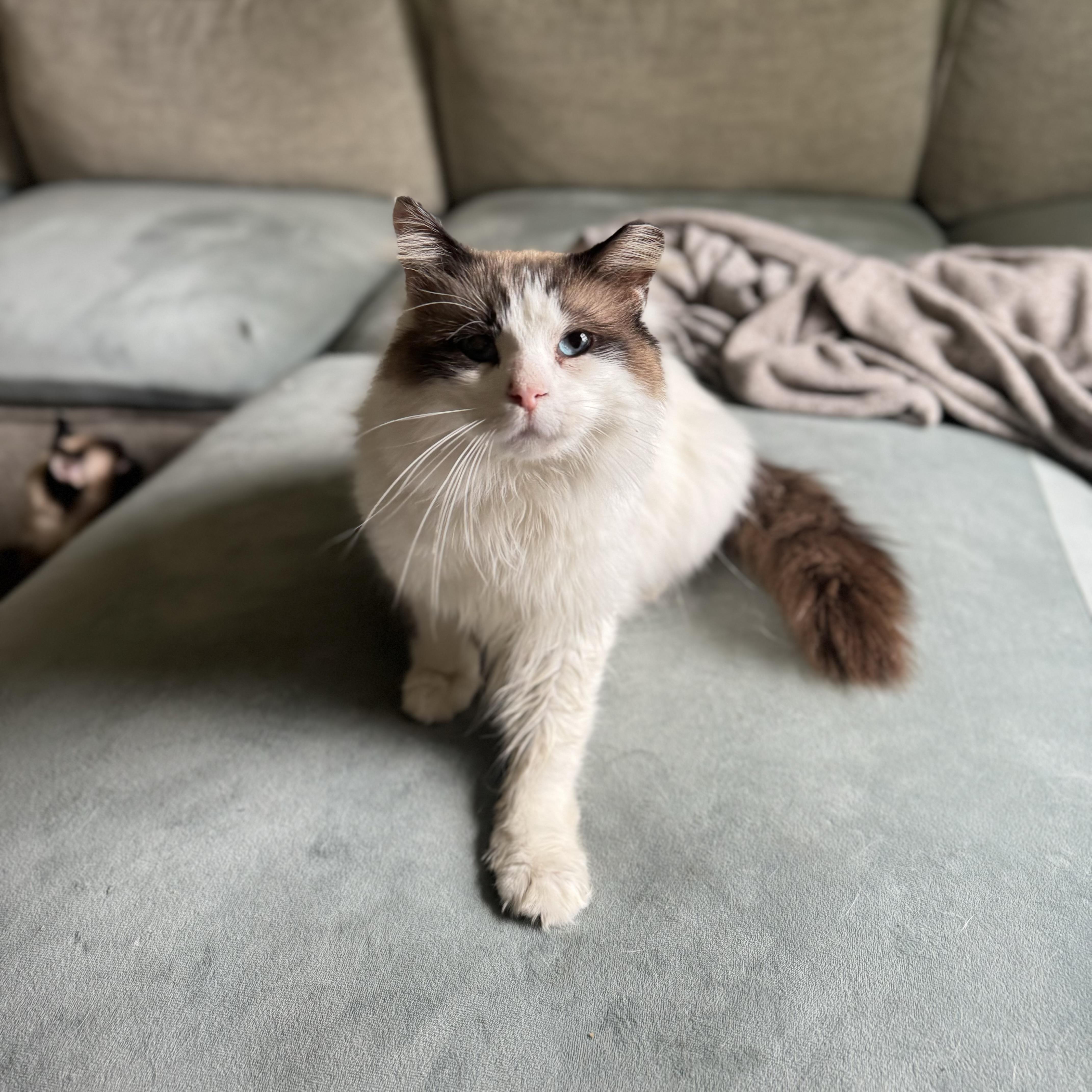 Enlarge Harold, a ADOPTABLE Ragdoll in China Township, MI image 3/6
