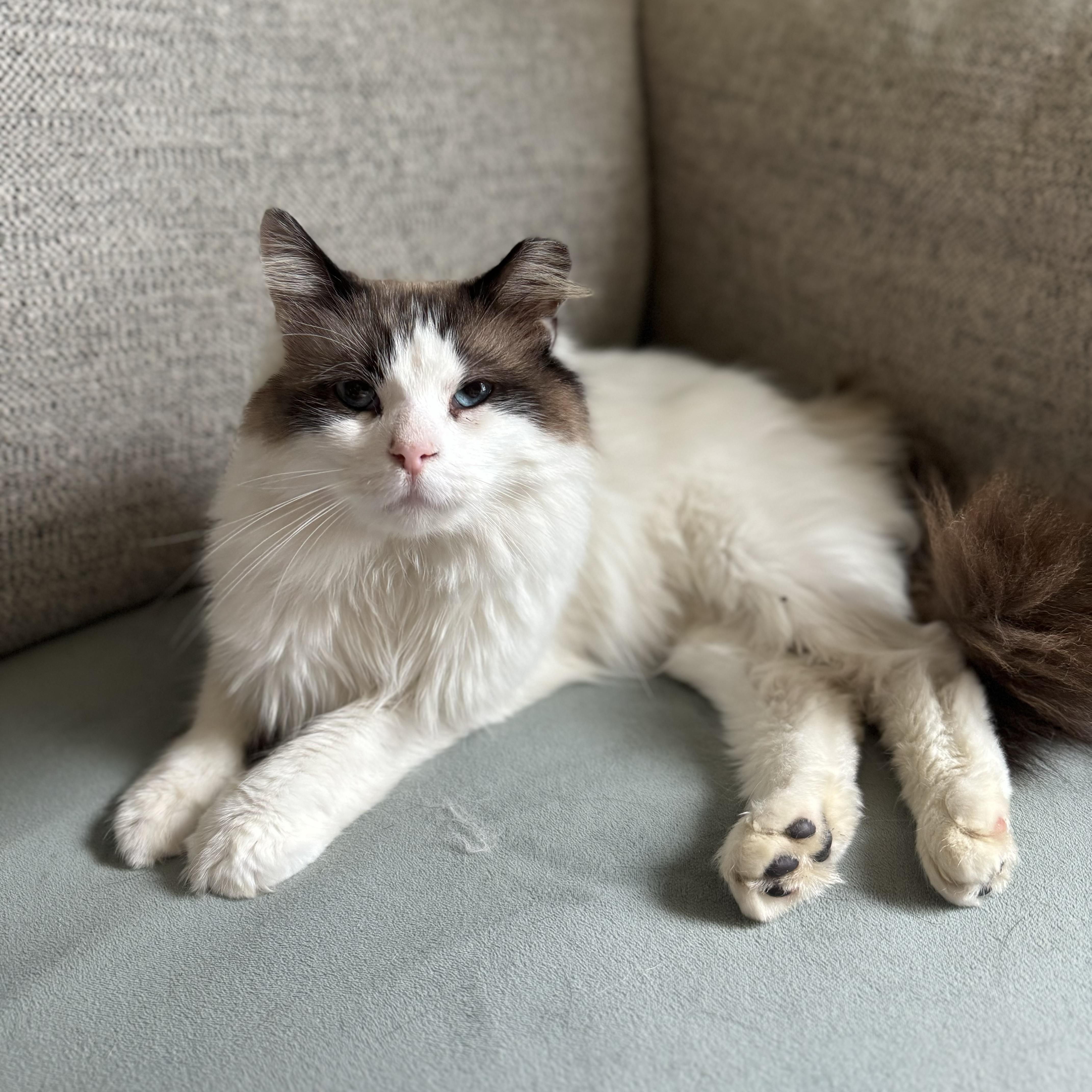 Enlarge Harold, a ADOPTABLE Ragdoll in China Township, MI image 1/6