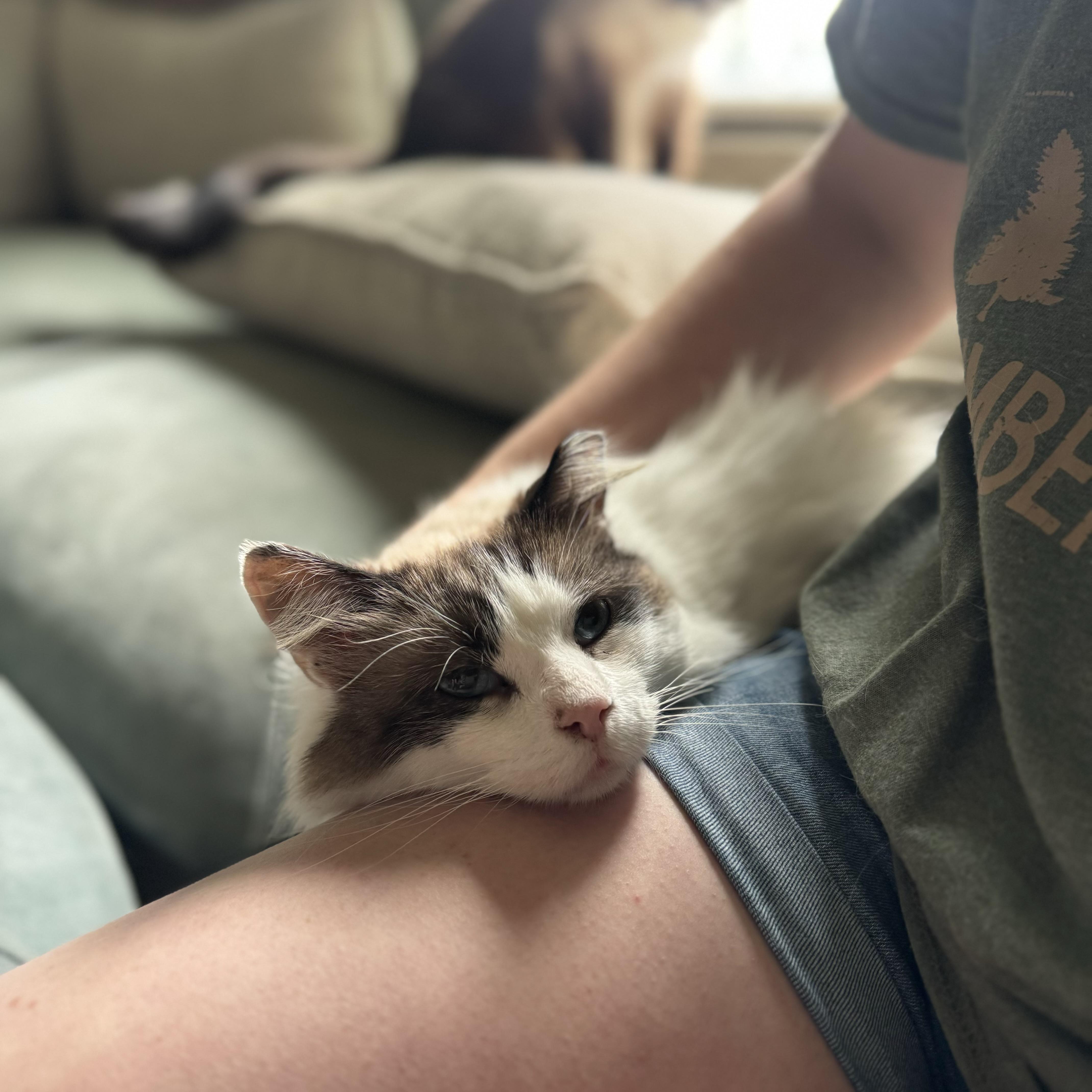 Enlarge Harold, a ADOPTABLE Ragdoll in China Township, MI image 5/6