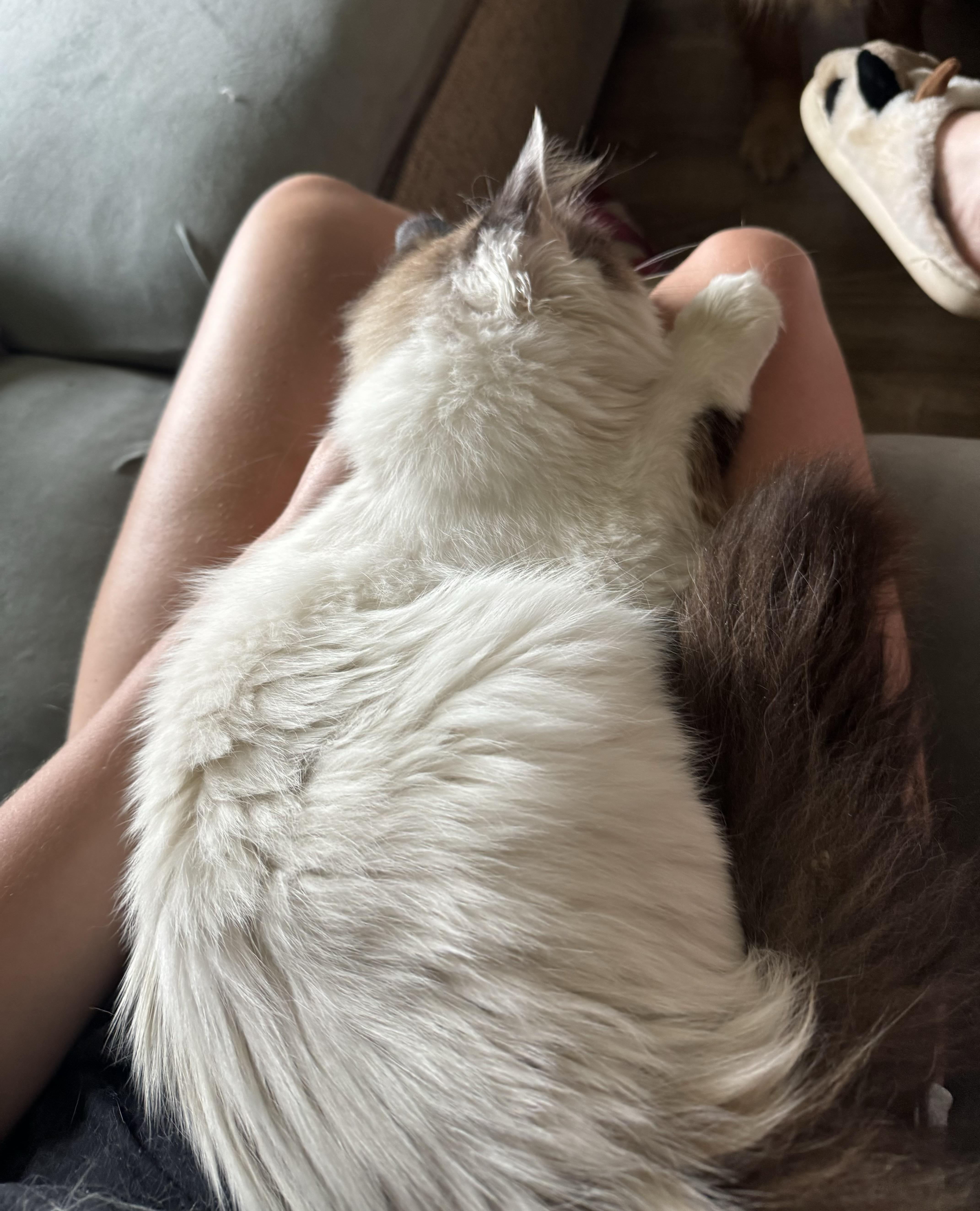 Enlarge Harold, a ADOPTABLE Ragdoll in China Township, MI image 6/6