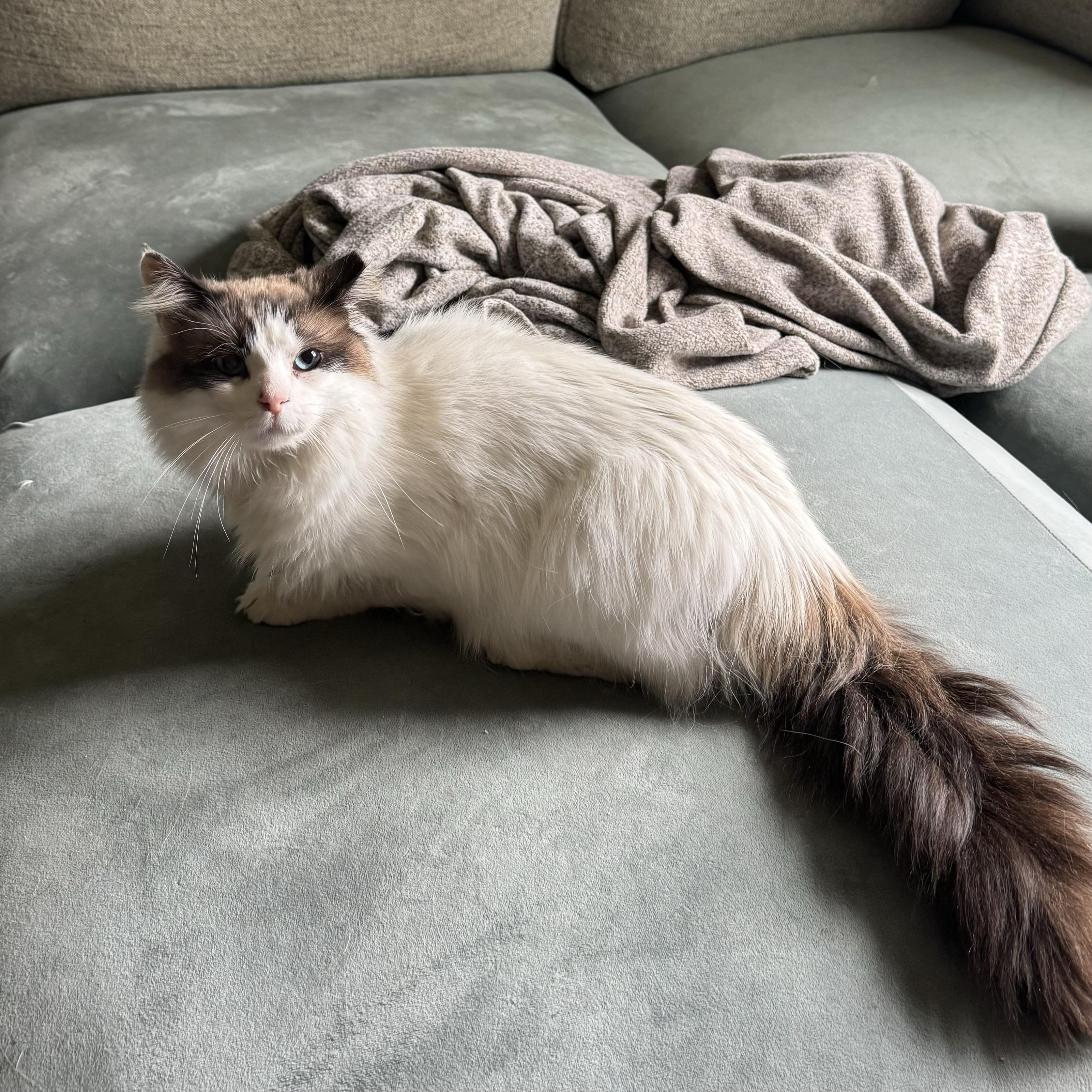 Enlarge Harold, a ADOPTABLE Ragdoll in China Township, MI image 4/6