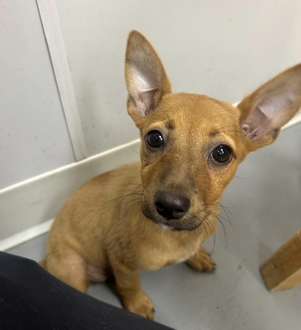 Jackie, adopted, Puppy Female Chihuahua & Terrier.