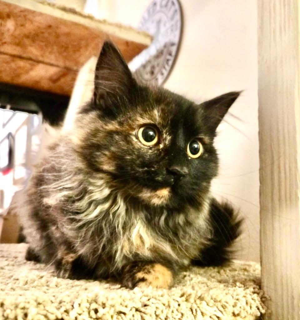 Disney's Typhoon Lagoon (Lagoon), Adopted, Kitten Female Domestic Long Hair.