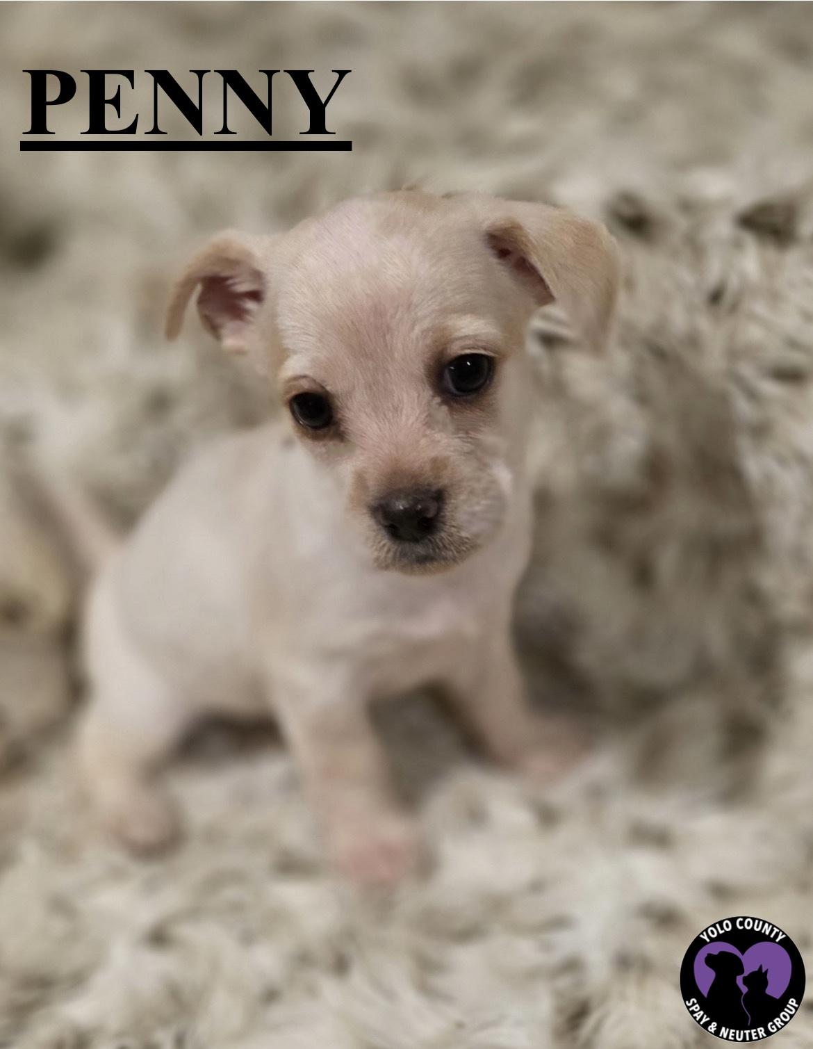 Enlarge PENNY OF THE BIG BANG THEORY LITTER , a ADOPTABLE mixed breed in woodland, CA image 5/5