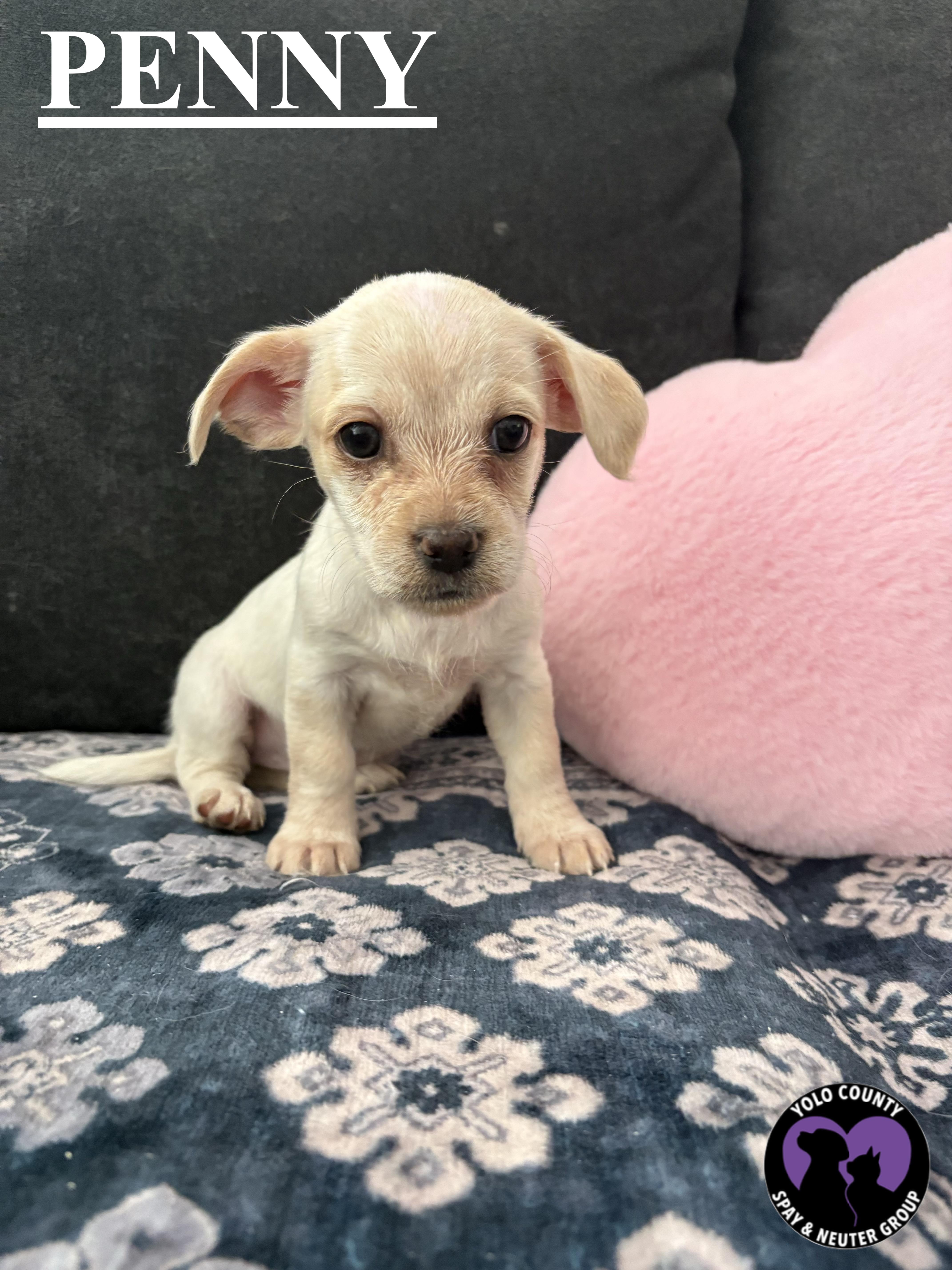 Enlarge PENNY OF THE BIG BANG THEORY LITTER , a ADOPTABLE mixed breed in woodland, CA image 4/5