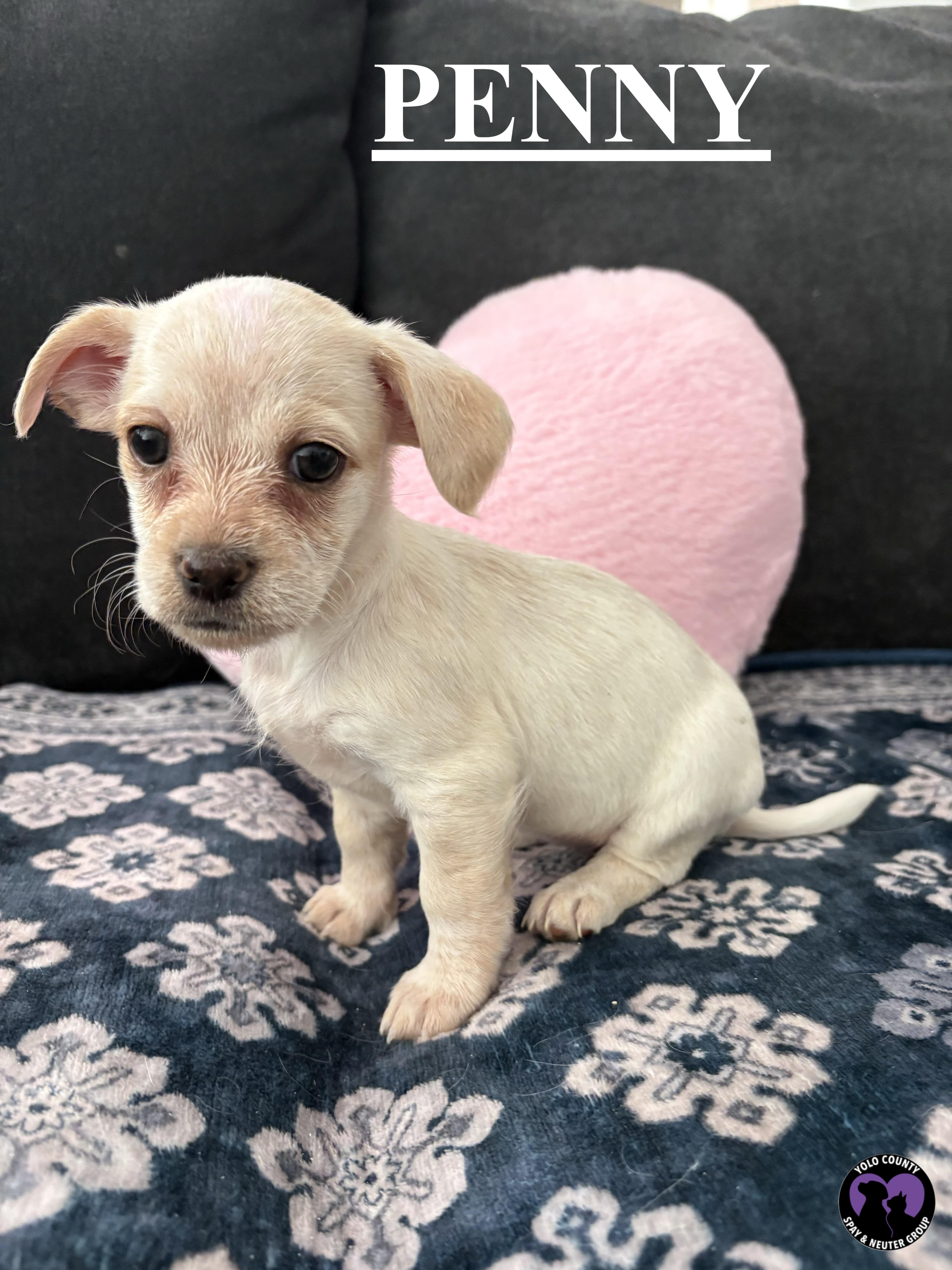Enlarge PENNY OF THE BIG BANG THEORY LITTER , a ADOPTABLE mixed breed in woodland, CA image 1/5