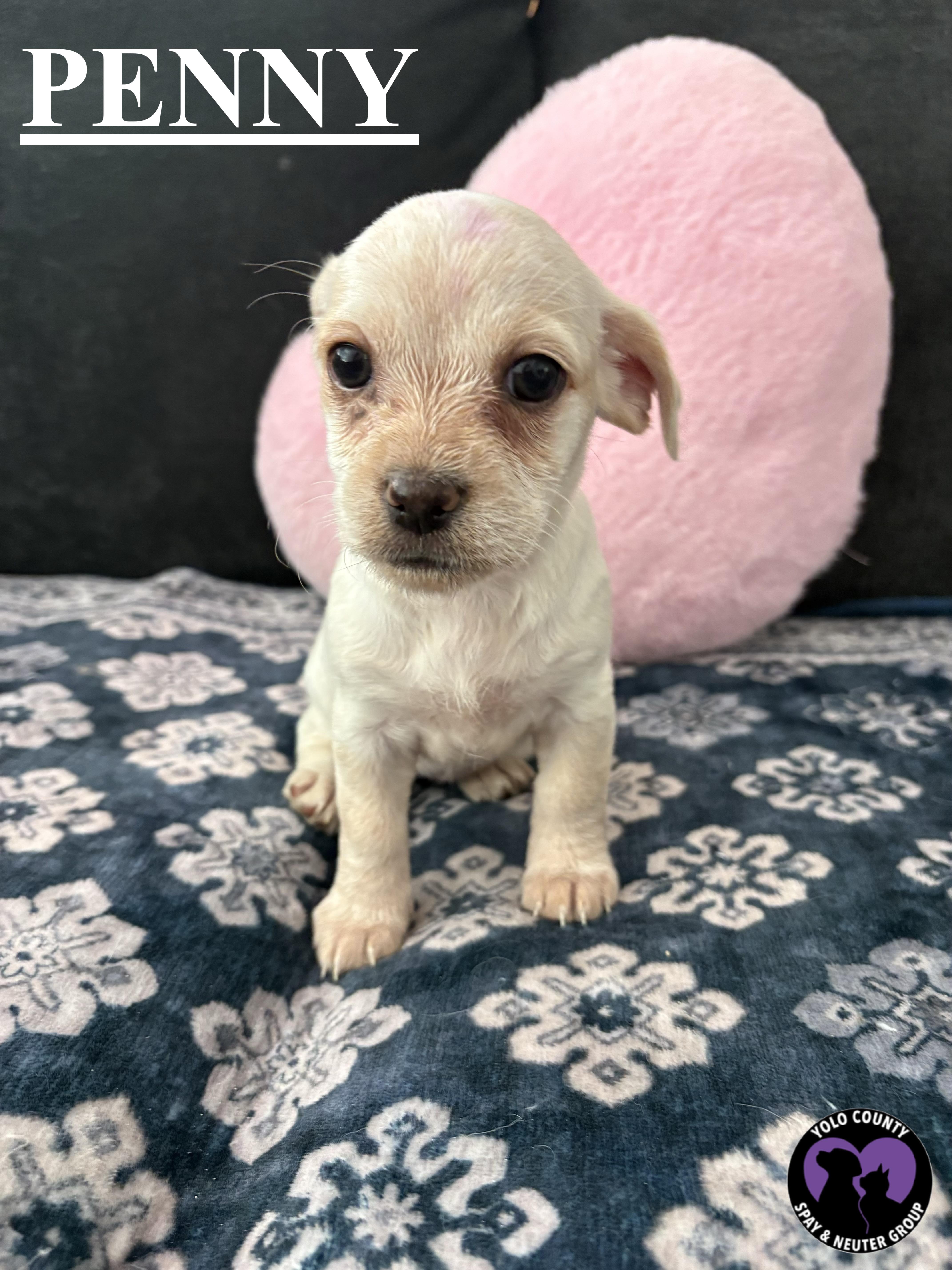 Enlarge PENNY OF THE BIG BANG THEORY LITTER , a ADOPTABLE mixed breed in woodland, CA image 3/5