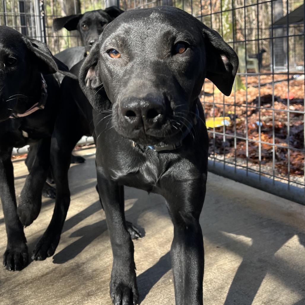 Dash, a Adoptable mixed breed in Smithfield, NC image 1/6