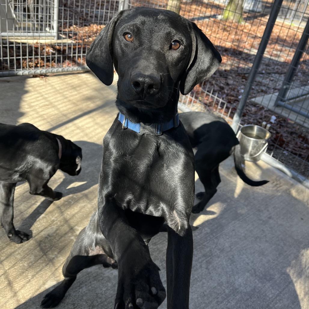 Dash, a Adoptable mixed breed in Smithfield, NC image 2/6