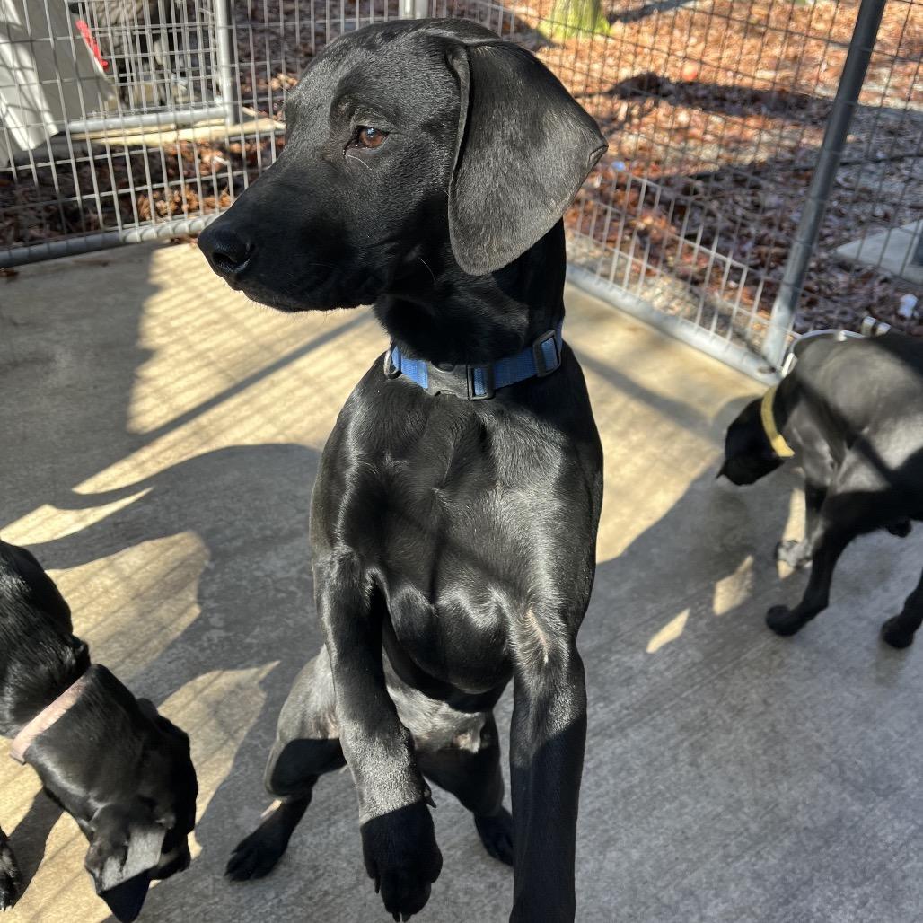 Dash, a Adoptable mixed breed in Smithfield, NC image 3/6