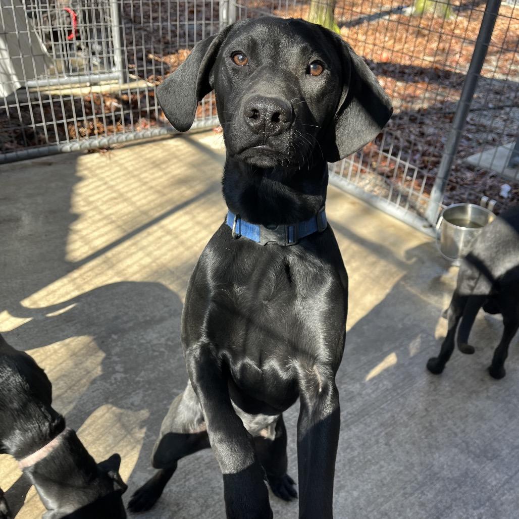 Dash, a Adoptable mixed breed in Smithfield, NC image 4/6