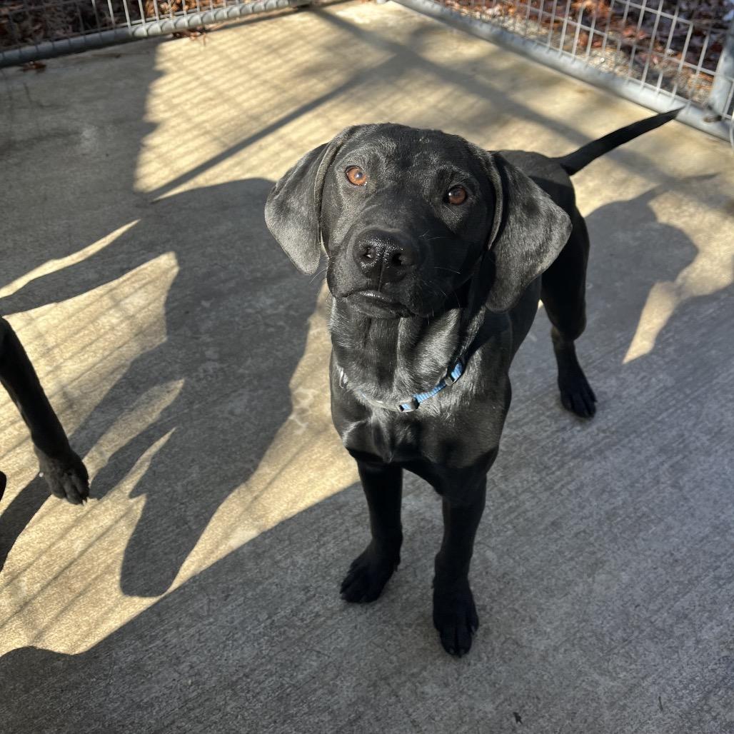 Dash, a Adoptable mixed breed in Smithfield, NC image 5/6