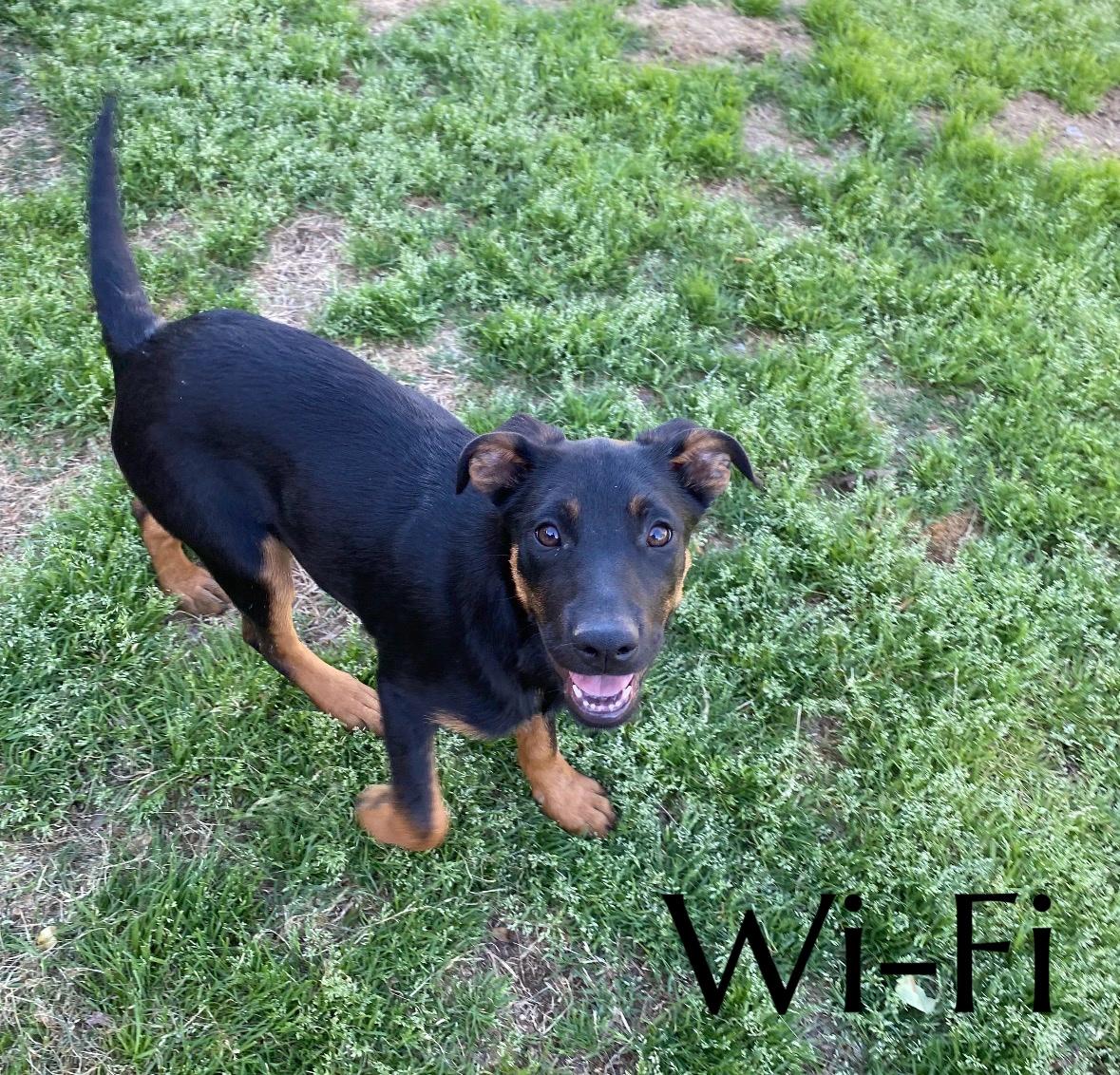 Wifi, ADOPTABLE, Puppy Female Mountain Cur.