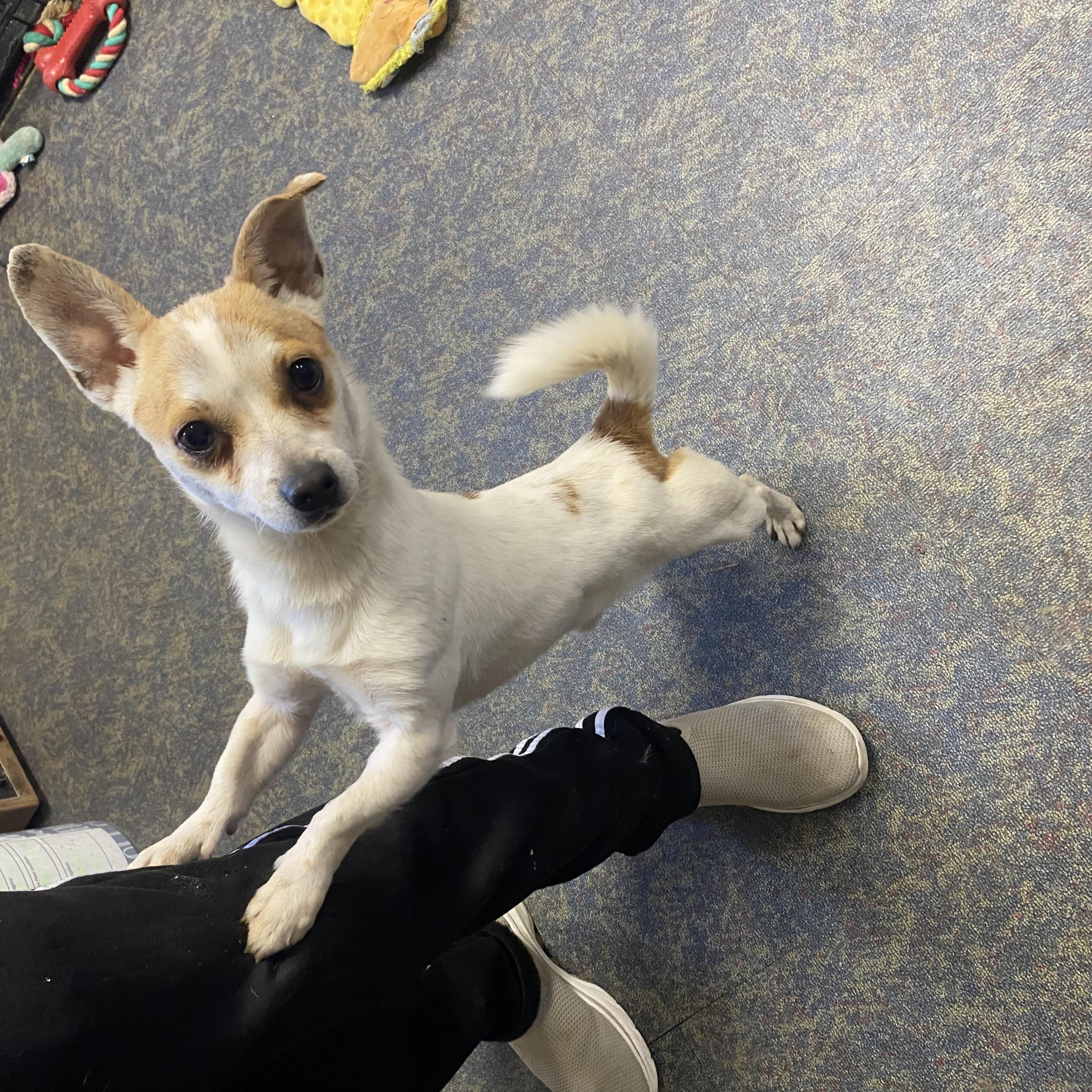 Toby, a Adoptable mixed breed in Blytheville, AR image 1/3