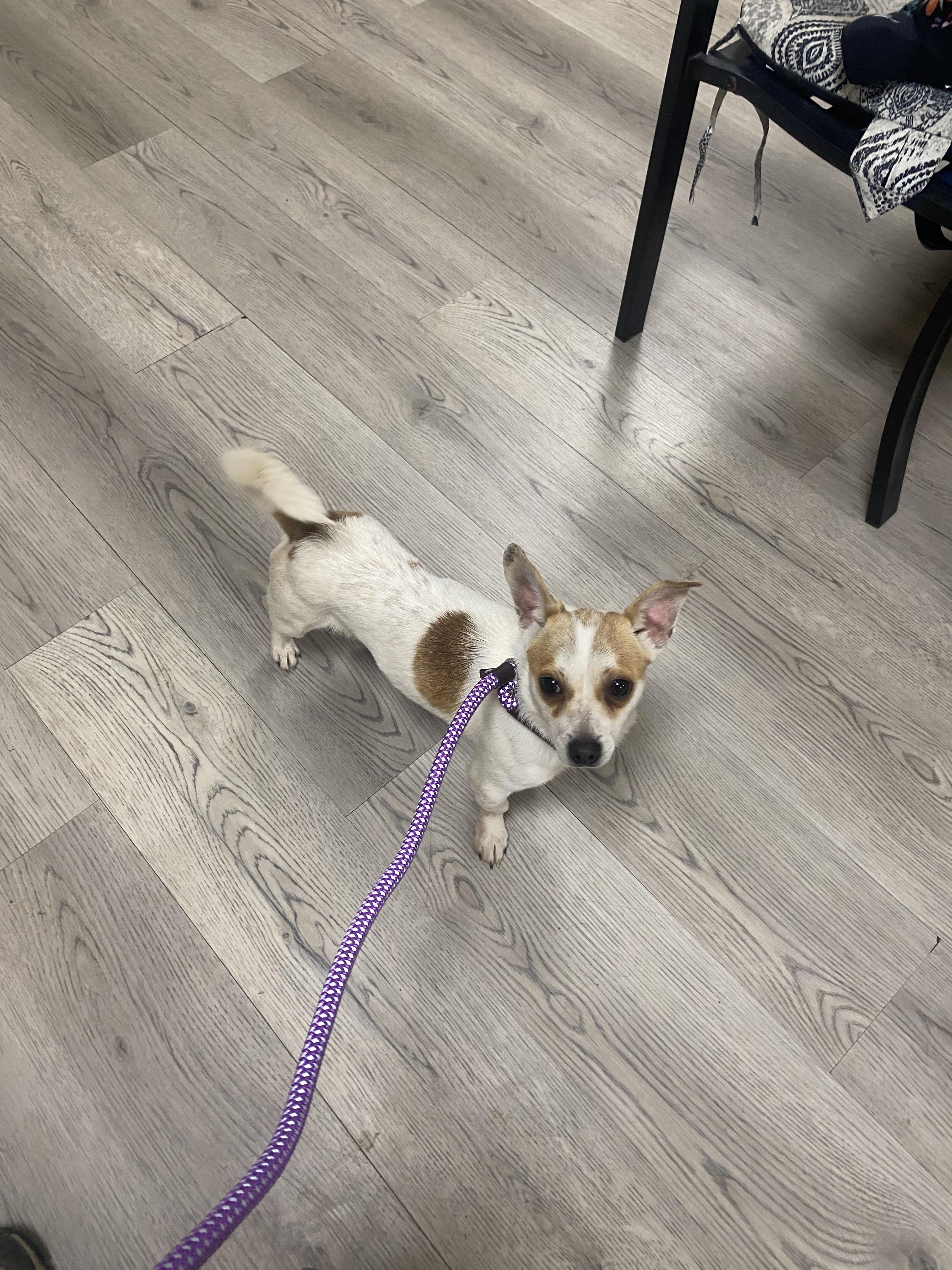 Toby, a Adoptable mixed breed in Blytheville, AR image 2/3