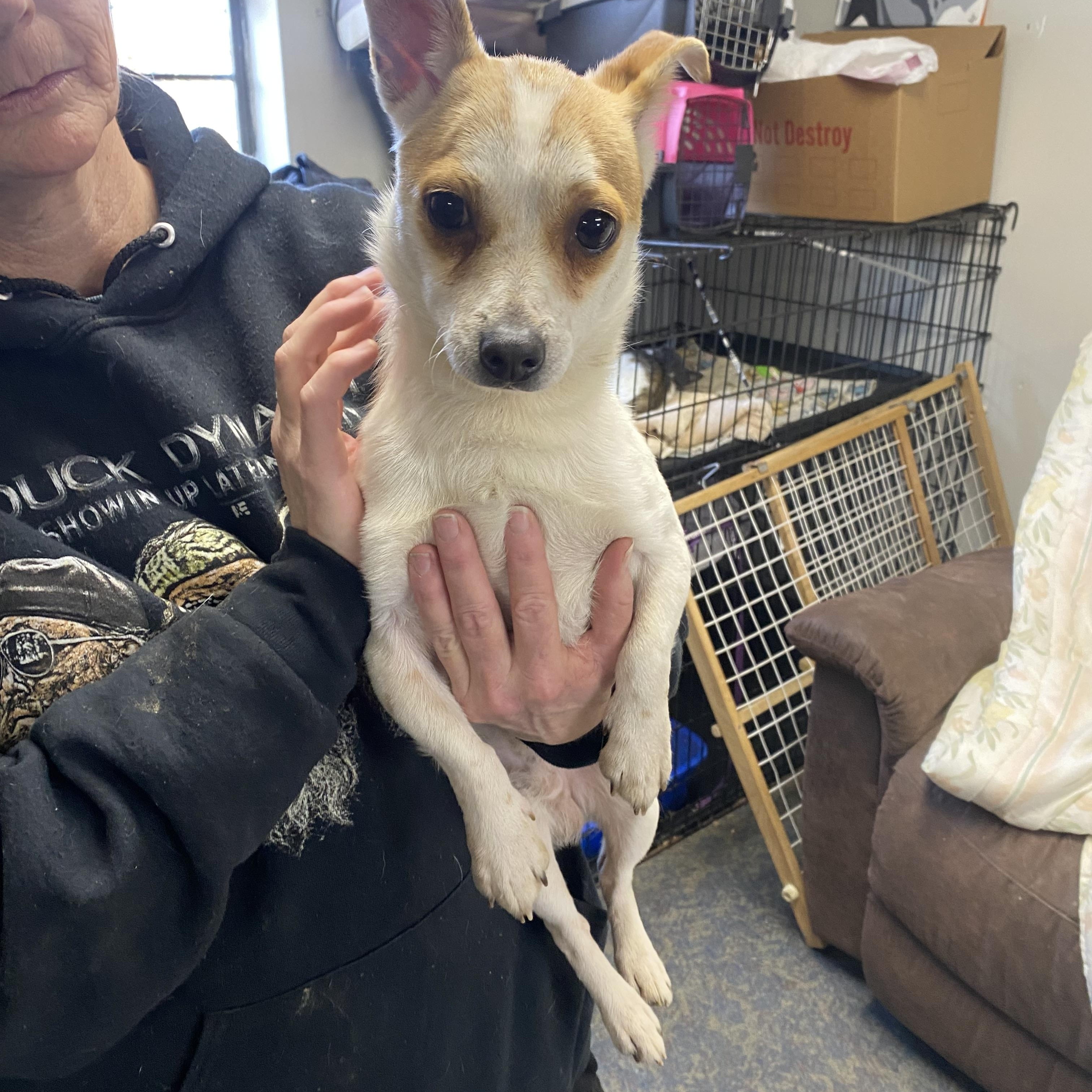 Toby, a Adoptable mixed breed in Blytheville, AR image 3/3