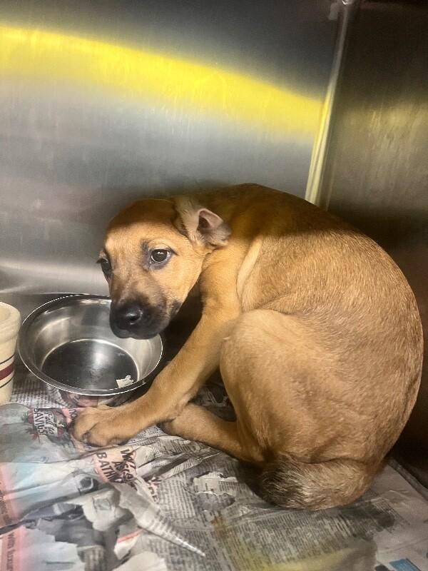 Enlarge Kanga, a Adoptable mixed breed in Jackson, TN image 1/5