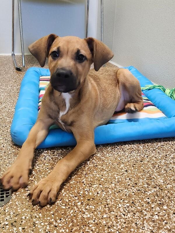 Enlarge Kanga, a Adoptable mixed breed in Jackson, TN image 2/5