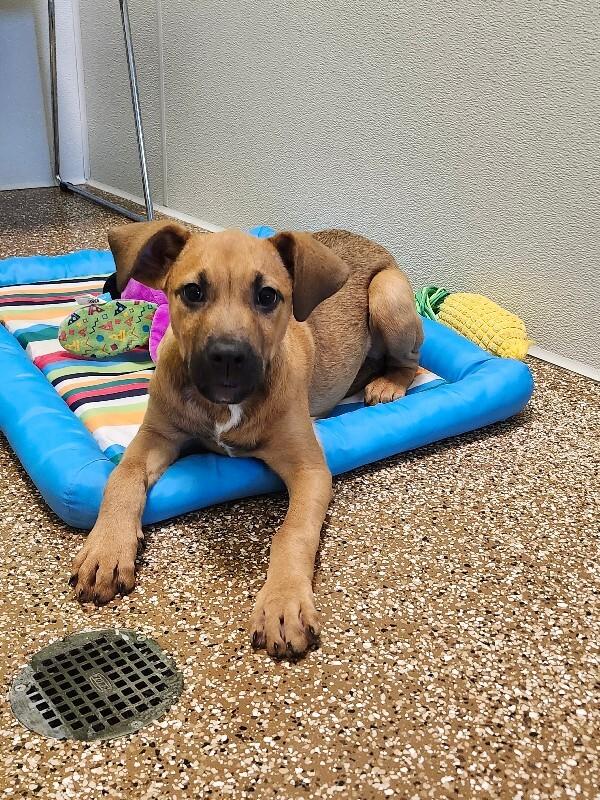 Enlarge Kanga, a Adoptable mixed breed in Jackson, TN image 3/5