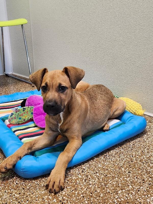 Enlarge Kanga, a Adoptable mixed breed in Jackson, TN image 4/5