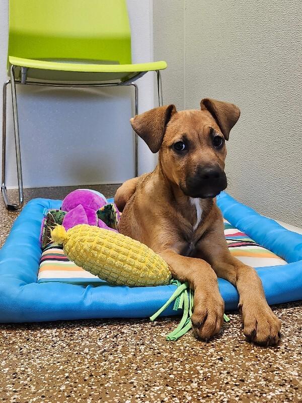 Enlarge Kanga, a Adoptable mixed breed in Jackson, TN image 5/5