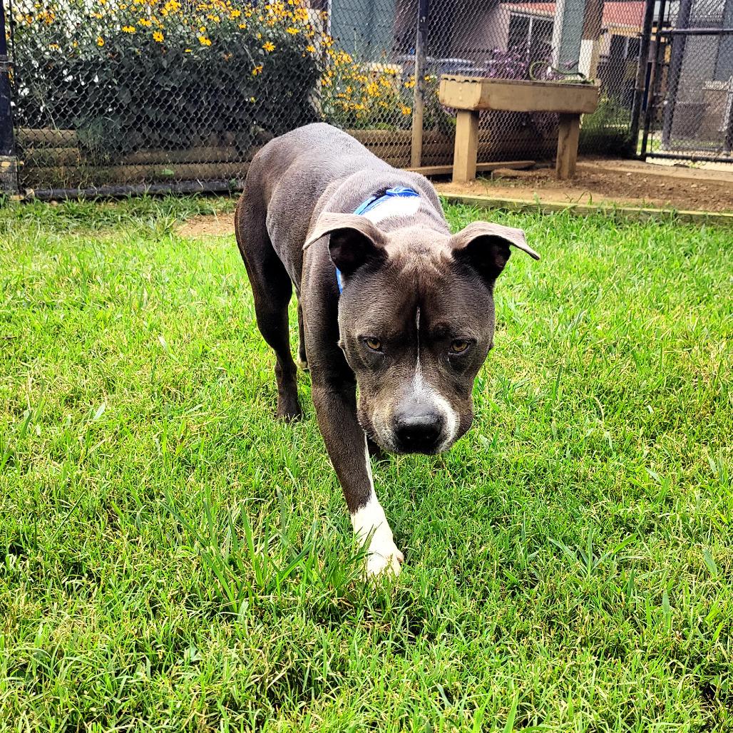 Enlarge Humpty Dumpty (Blu), a Adoptable Mixed Breed in Chattanooga, TN image 1/4